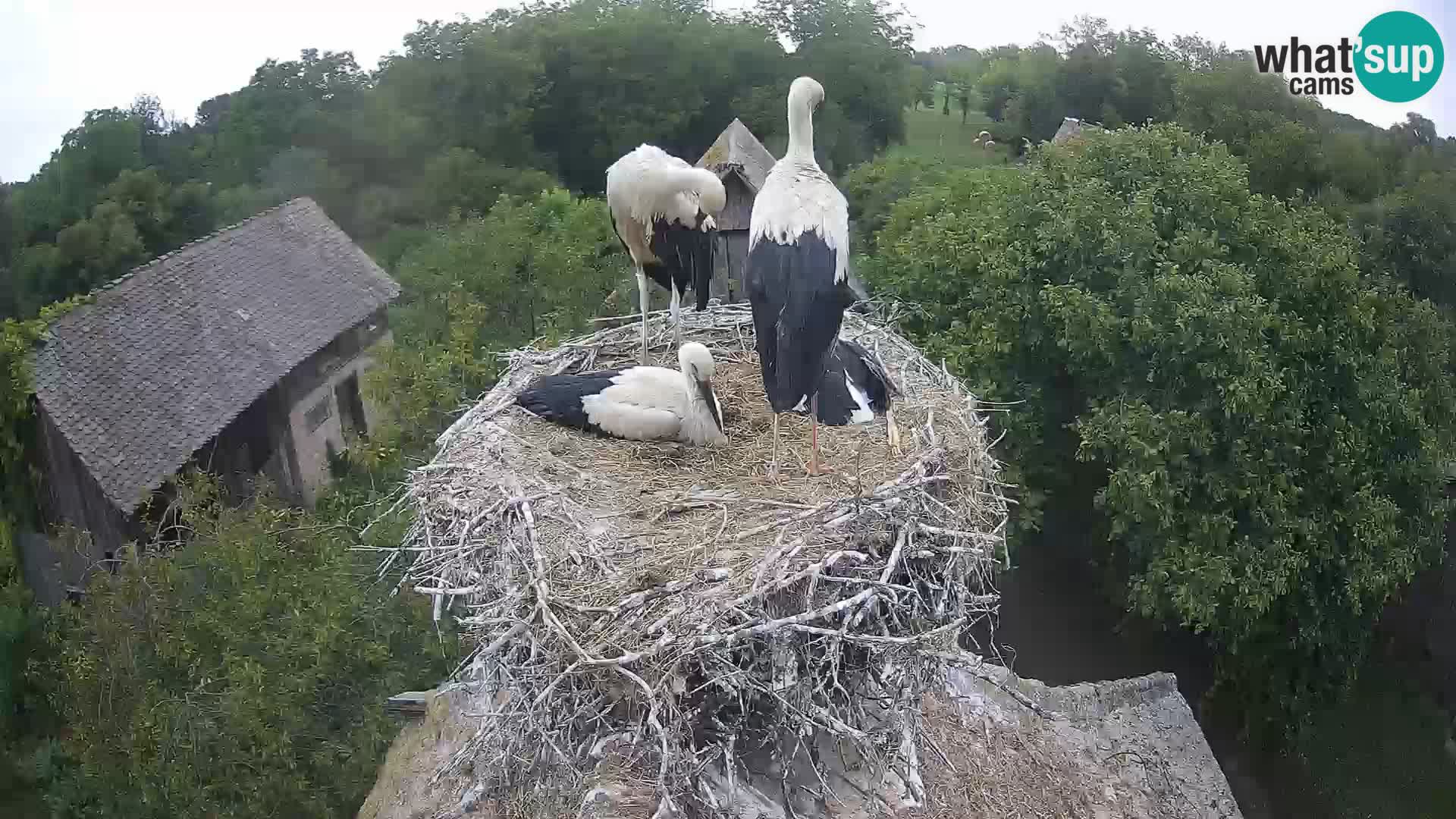 Webcam Europäisches Storchendorf – Naturpark Lonjsko polje