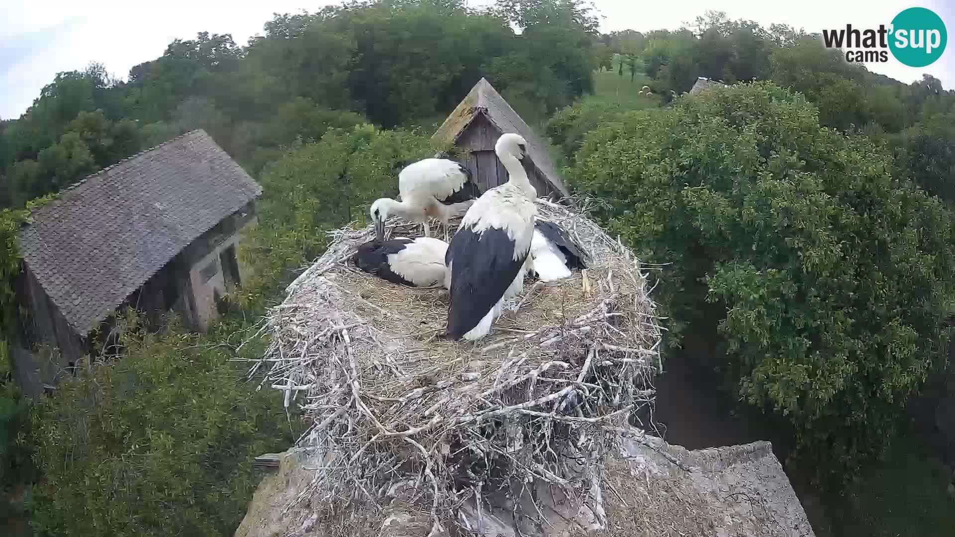 Live webcam European stork village – Lonjsko polje Nature Park