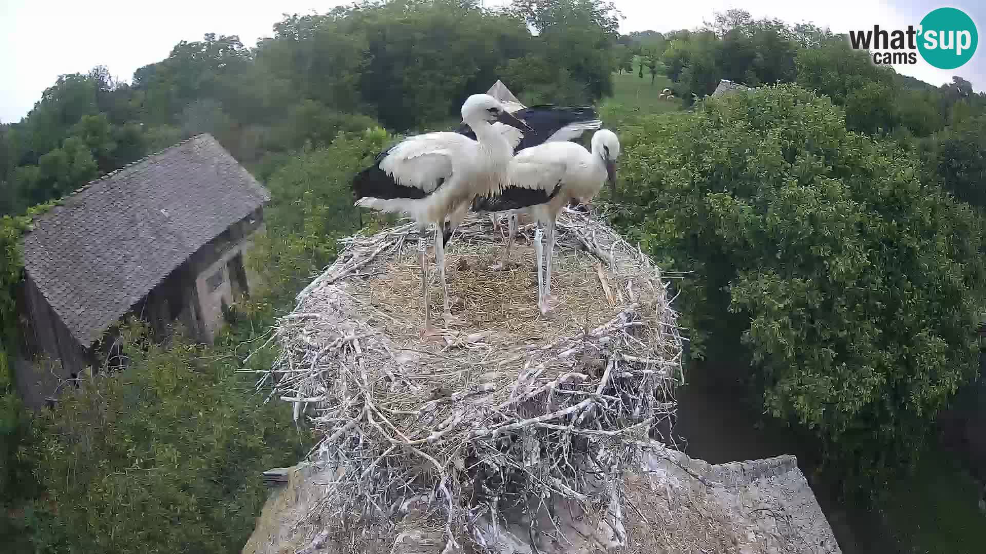 Village européen de cigognes webcam Parc naturel de Lonjsko polje