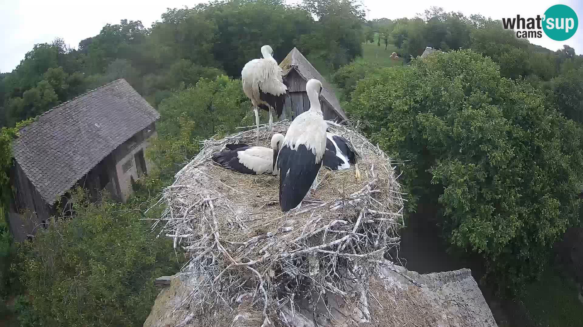 Pueblo europeo de cigüeñas camera en vivo Parque Natural Lonjsko polje