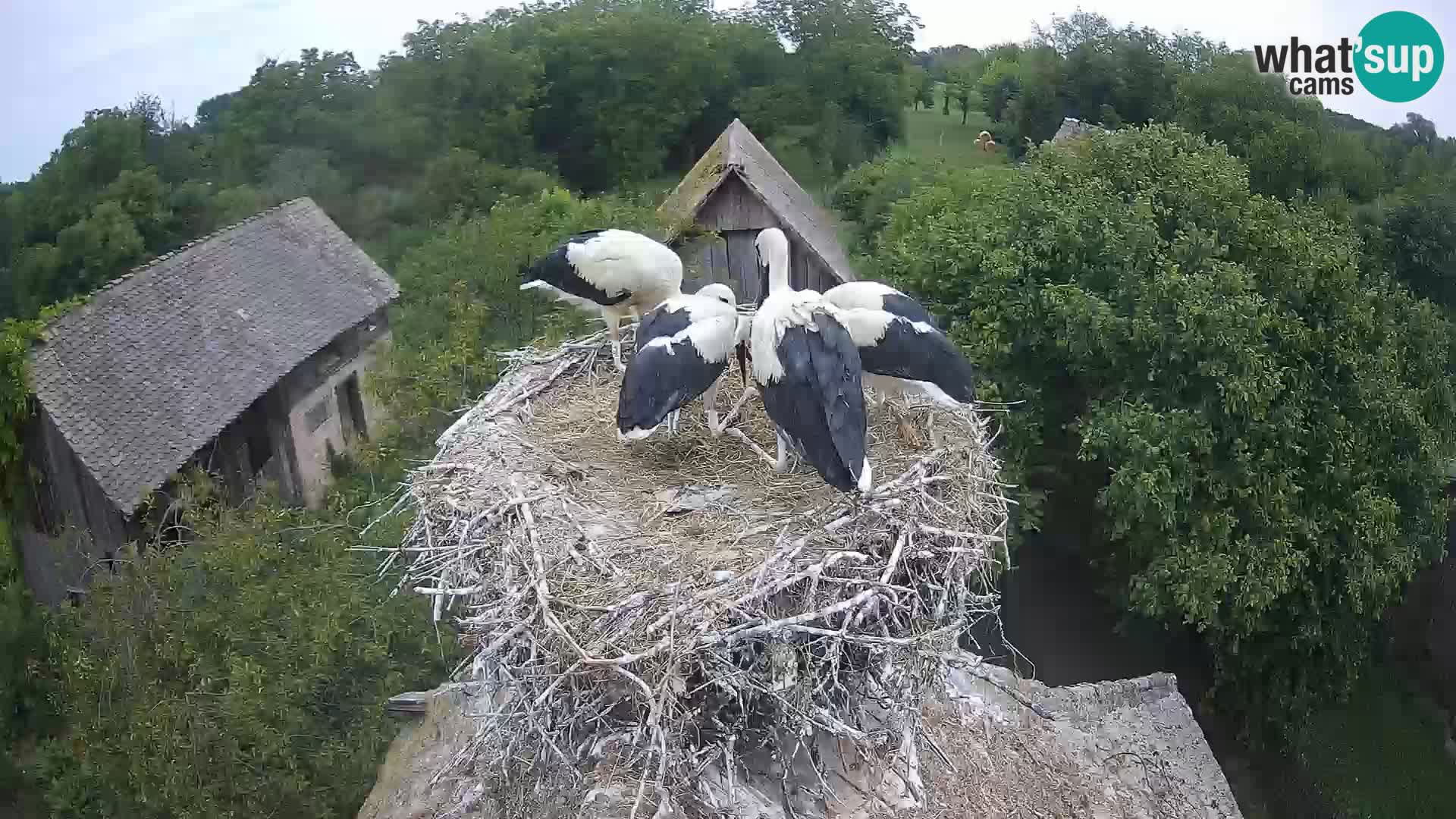 Live webcam European stork village – Lonjsko polje Nature Park