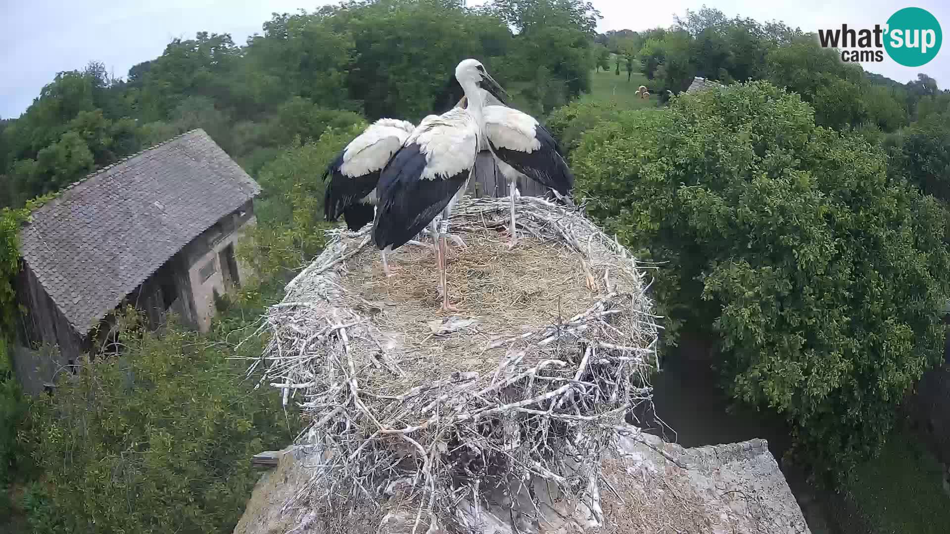 Live webcam European stork village – Lonjsko polje Nature Park