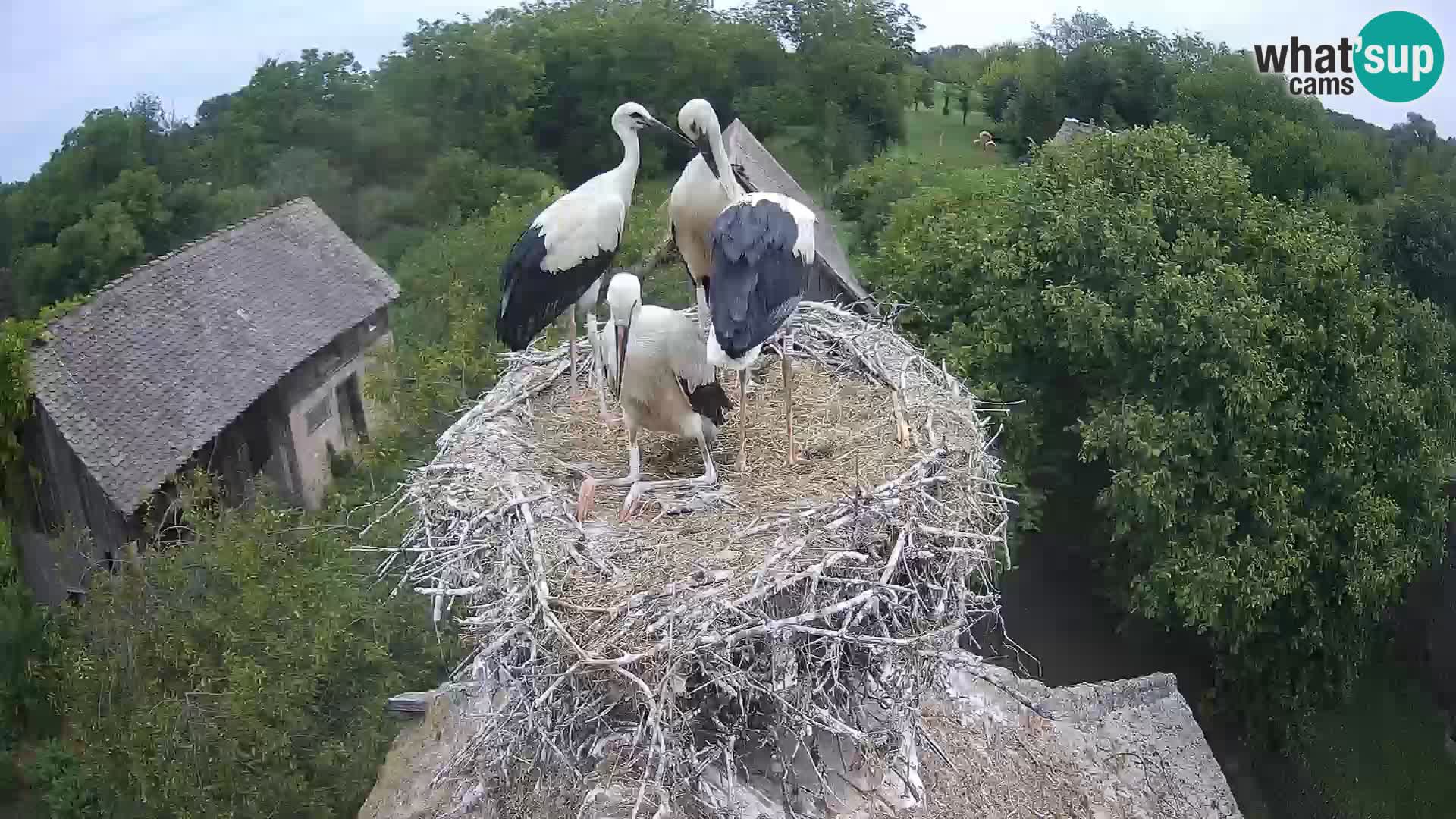 Live webcam European stork village – Lonjsko polje Nature Park