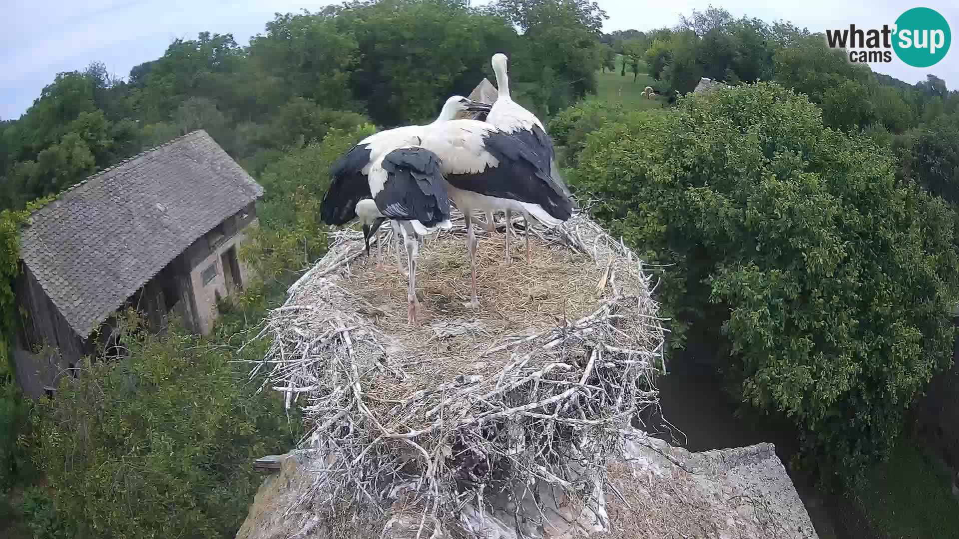 Villaggio delle cicogne europee webcam Parco naturale di Lonjsko polje