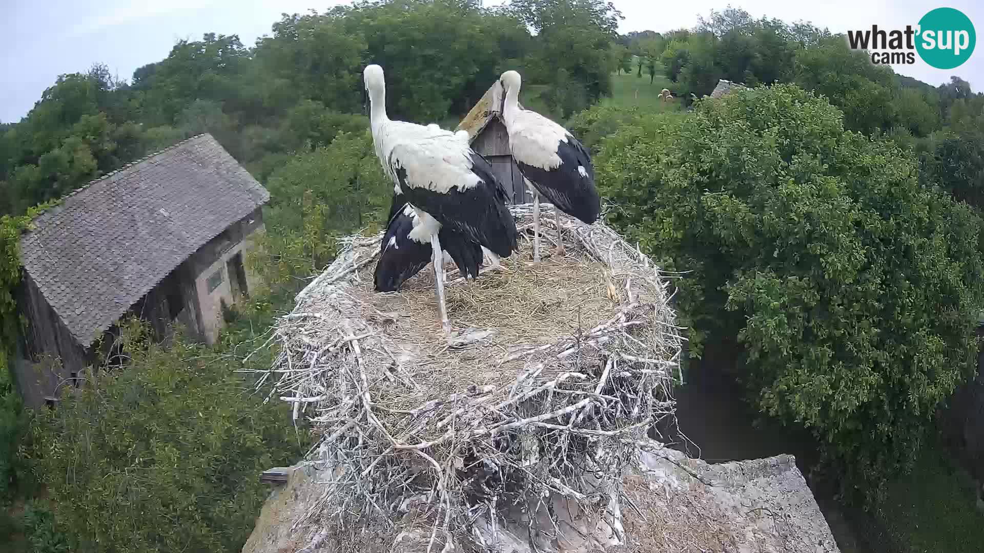 Villaggio delle cicogne europee webcam Parco naturale di Lonjsko polje