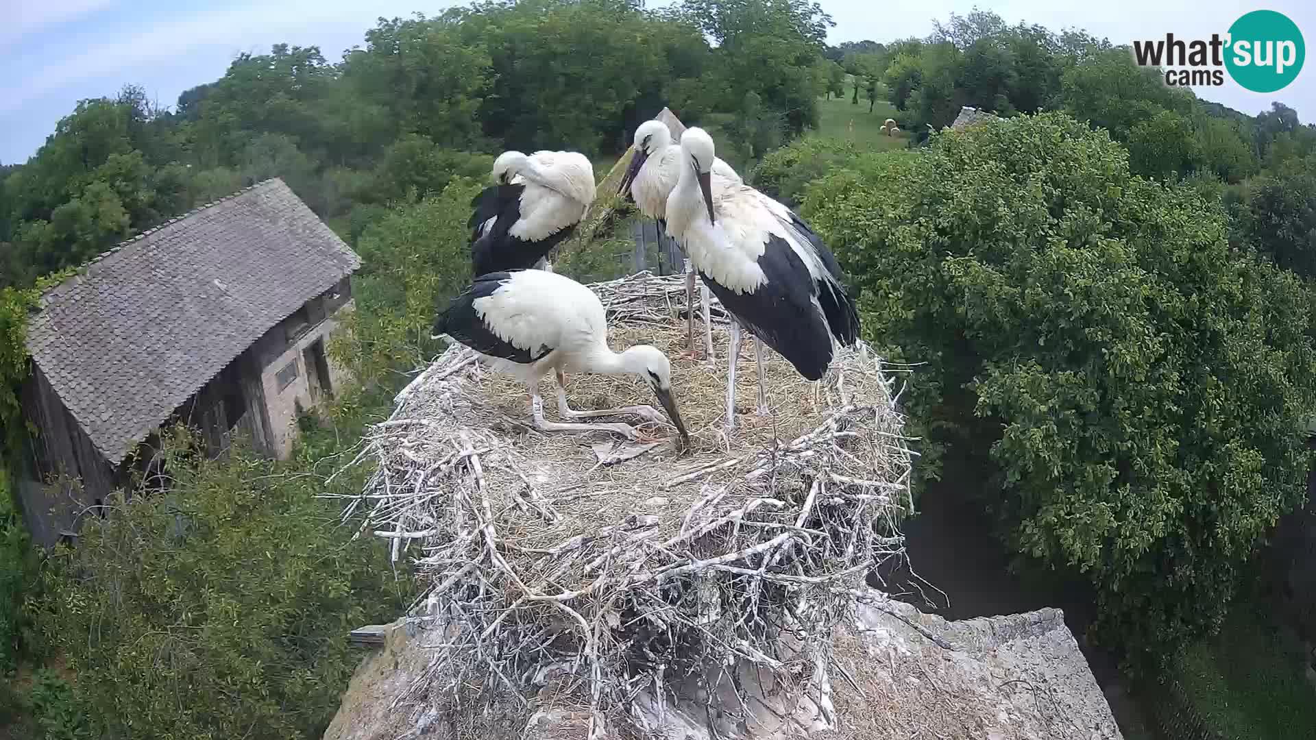 Villaggio delle cicogne europee webcam Parco naturale di Lonjsko polje