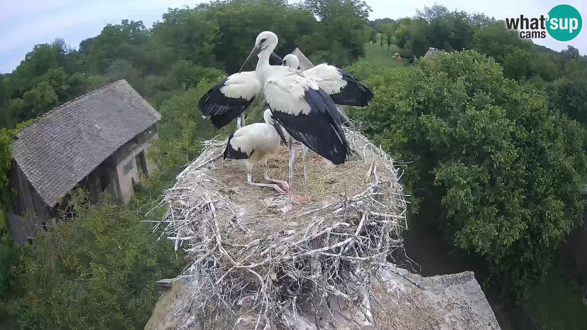 Village européen de cigognes webcam Parc naturel de Lonjsko polje