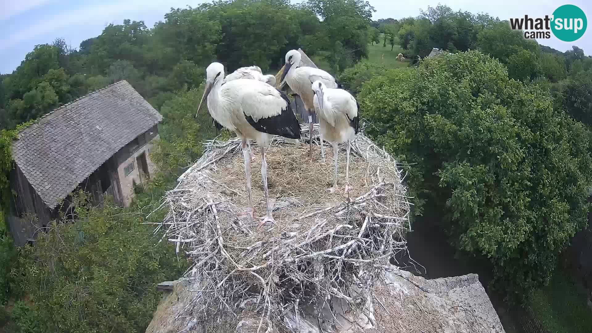 Village européen de cigognes webcam Parc naturel de Lonjsko polje