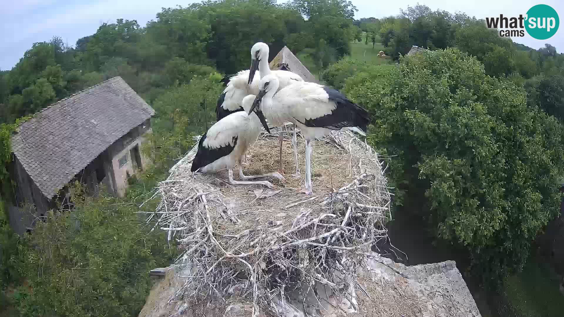 Villaggio delle cicogne europee webcam Parco naturale di Lonjsko polje
