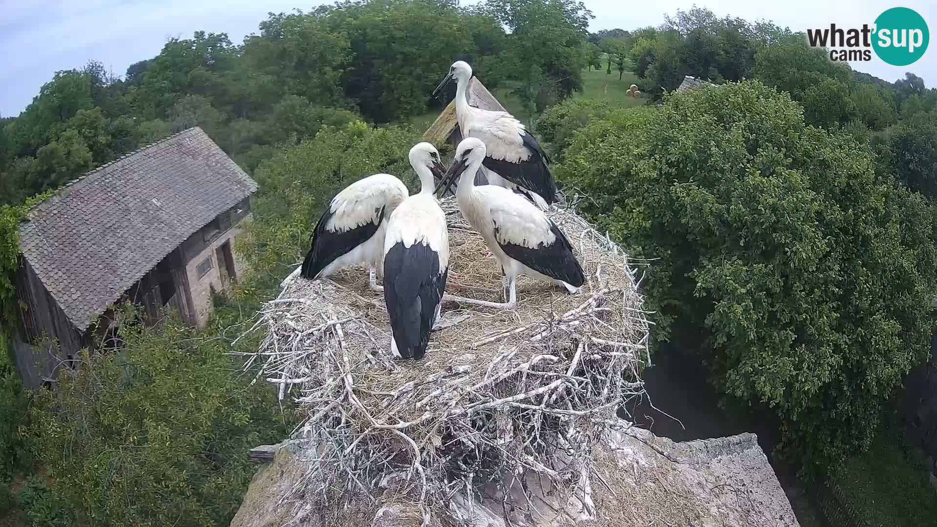 Live webcam European stork village – Lonjsko polje Nature Park