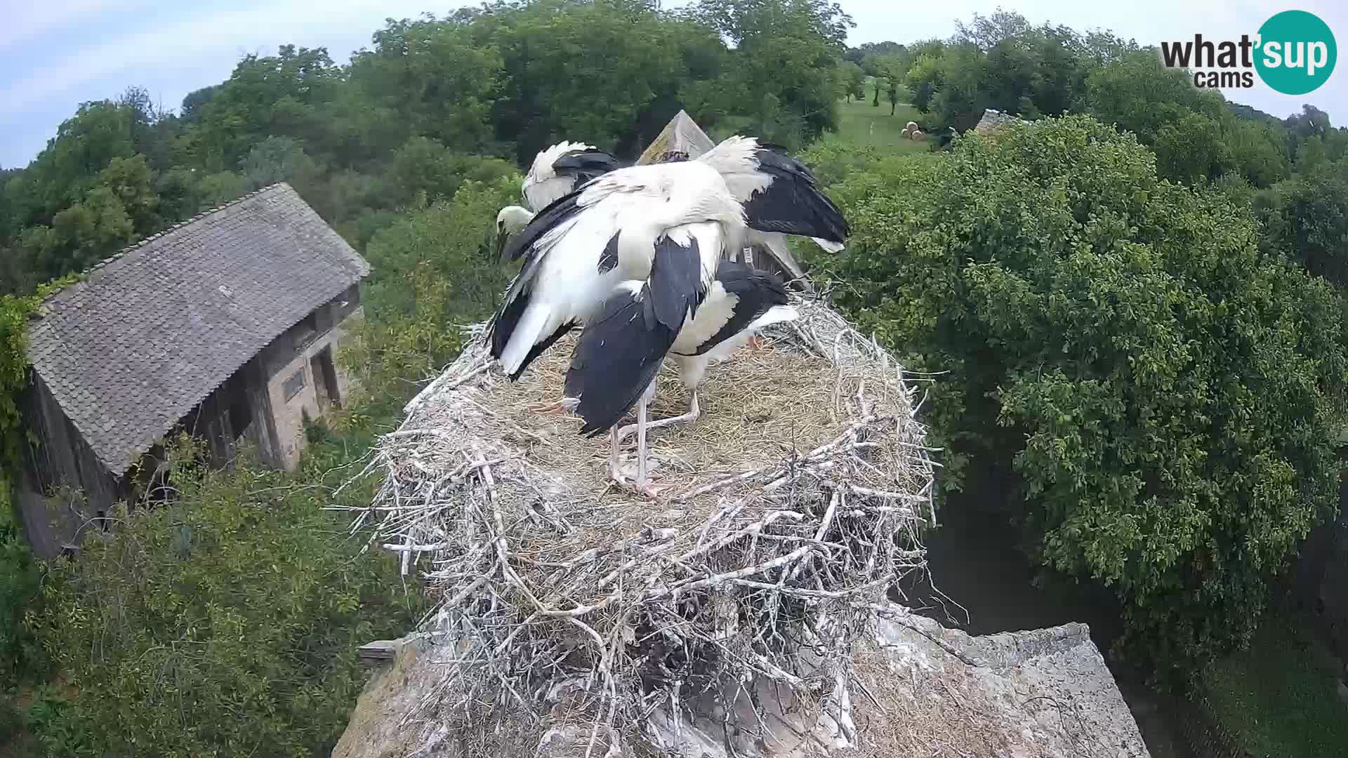 Pueblo europeo de cigüeñas camera en vivo Parque Natural Lonjsko polje