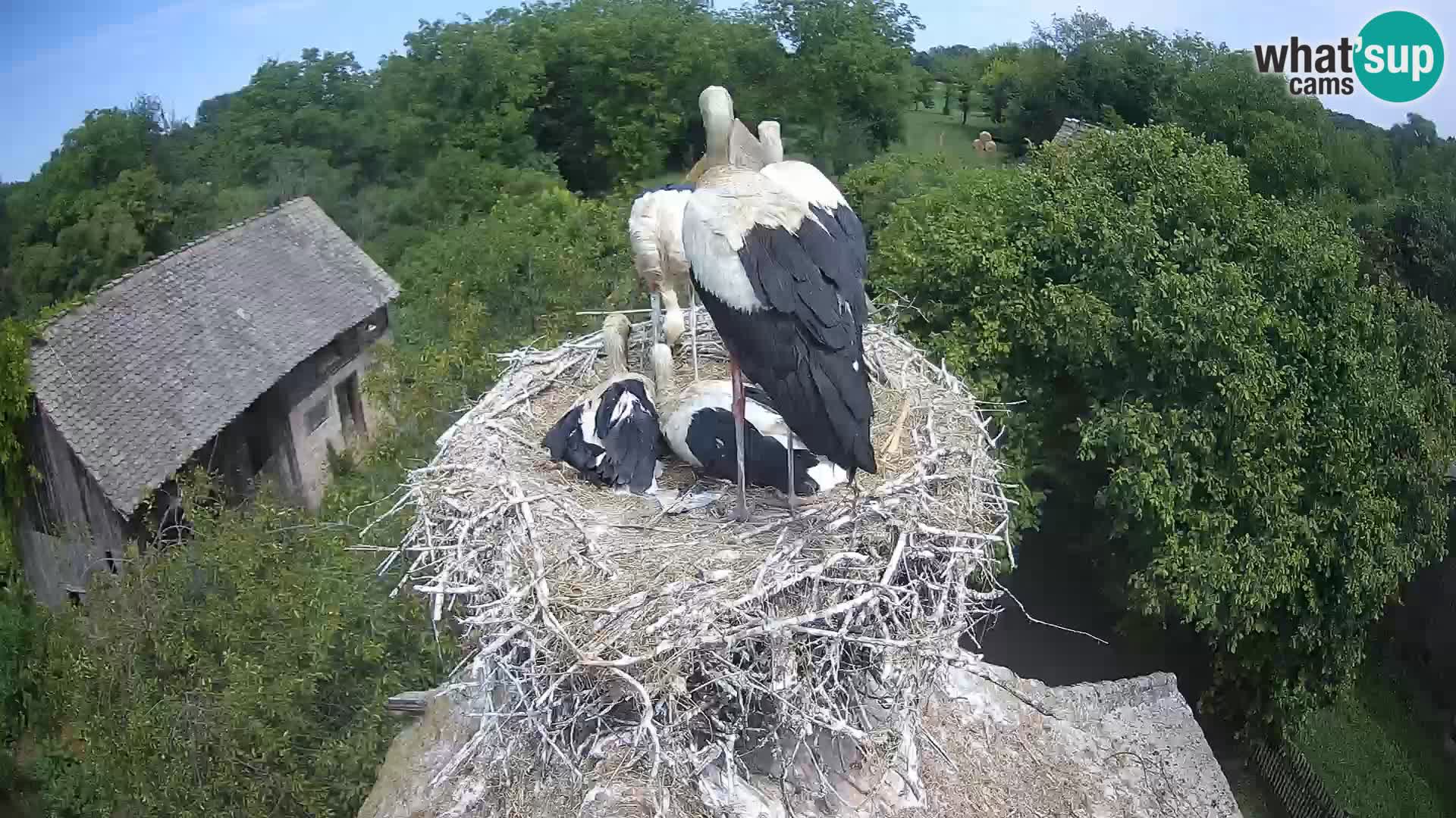 Live webcam European stork village – Lonjsko polje Nature Park