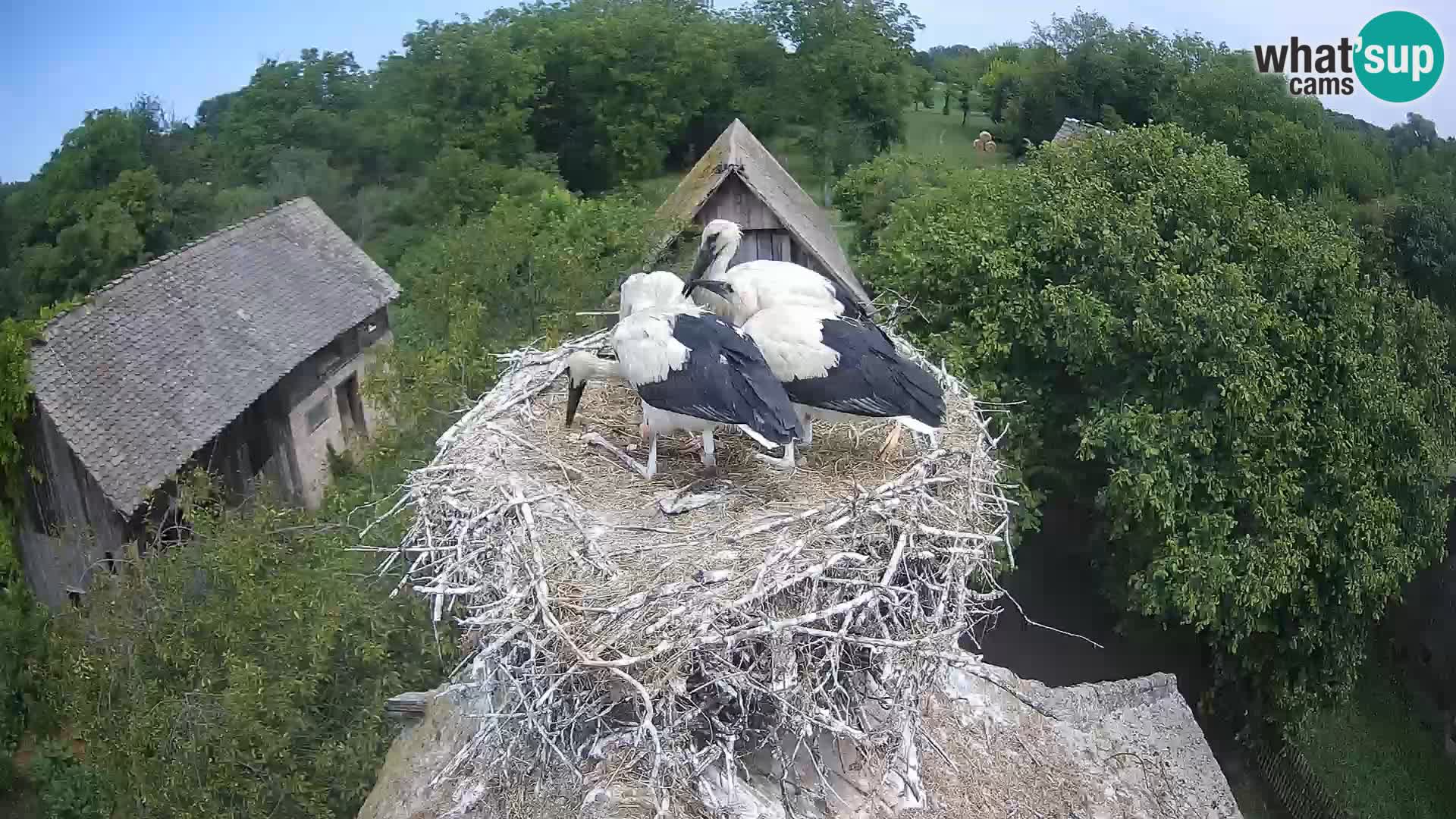 Live webcam European stork village – Lonjsko polje Nature Park