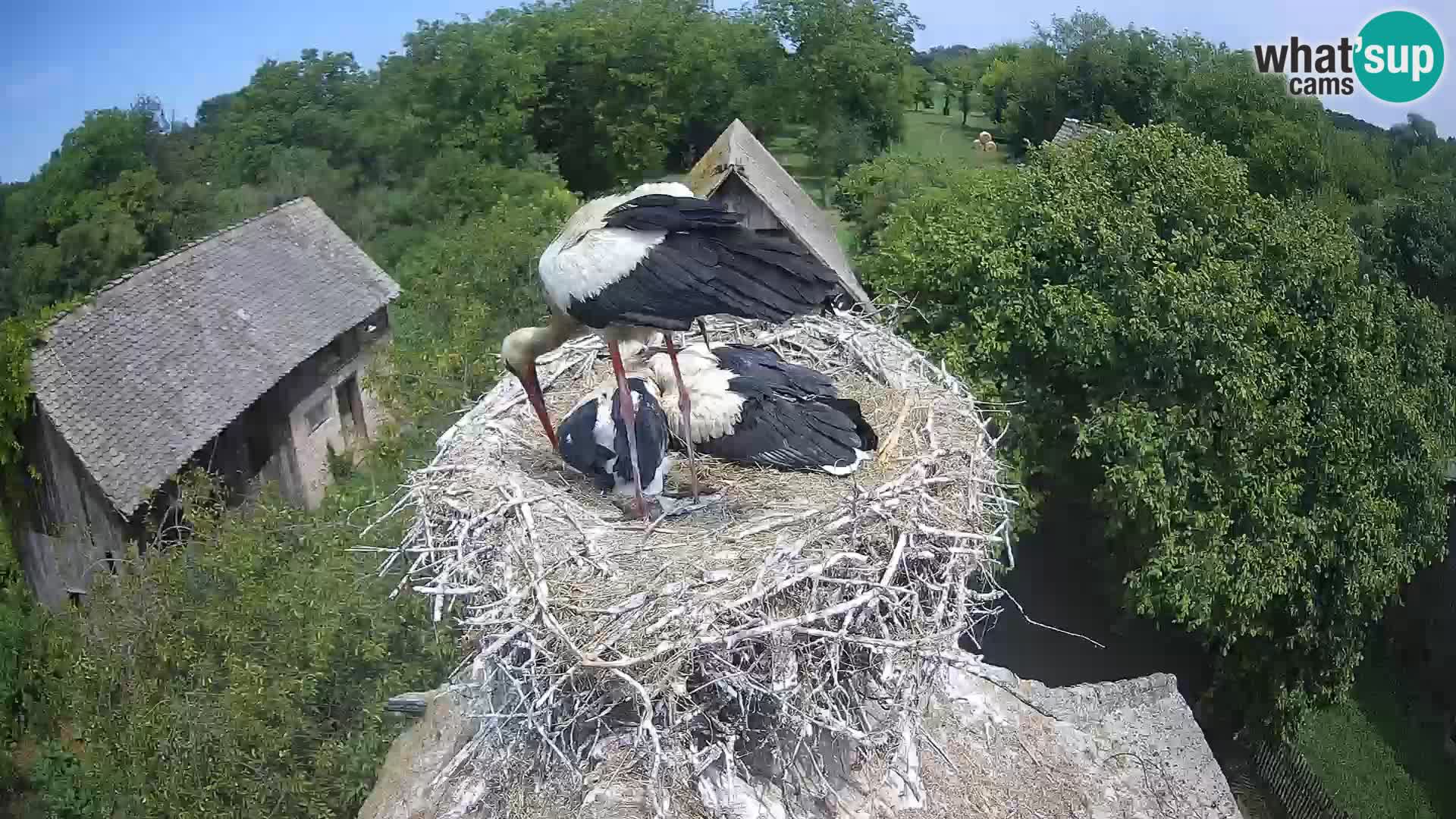 U živo Europsko selo roda – Park prirode Lonjsko polje