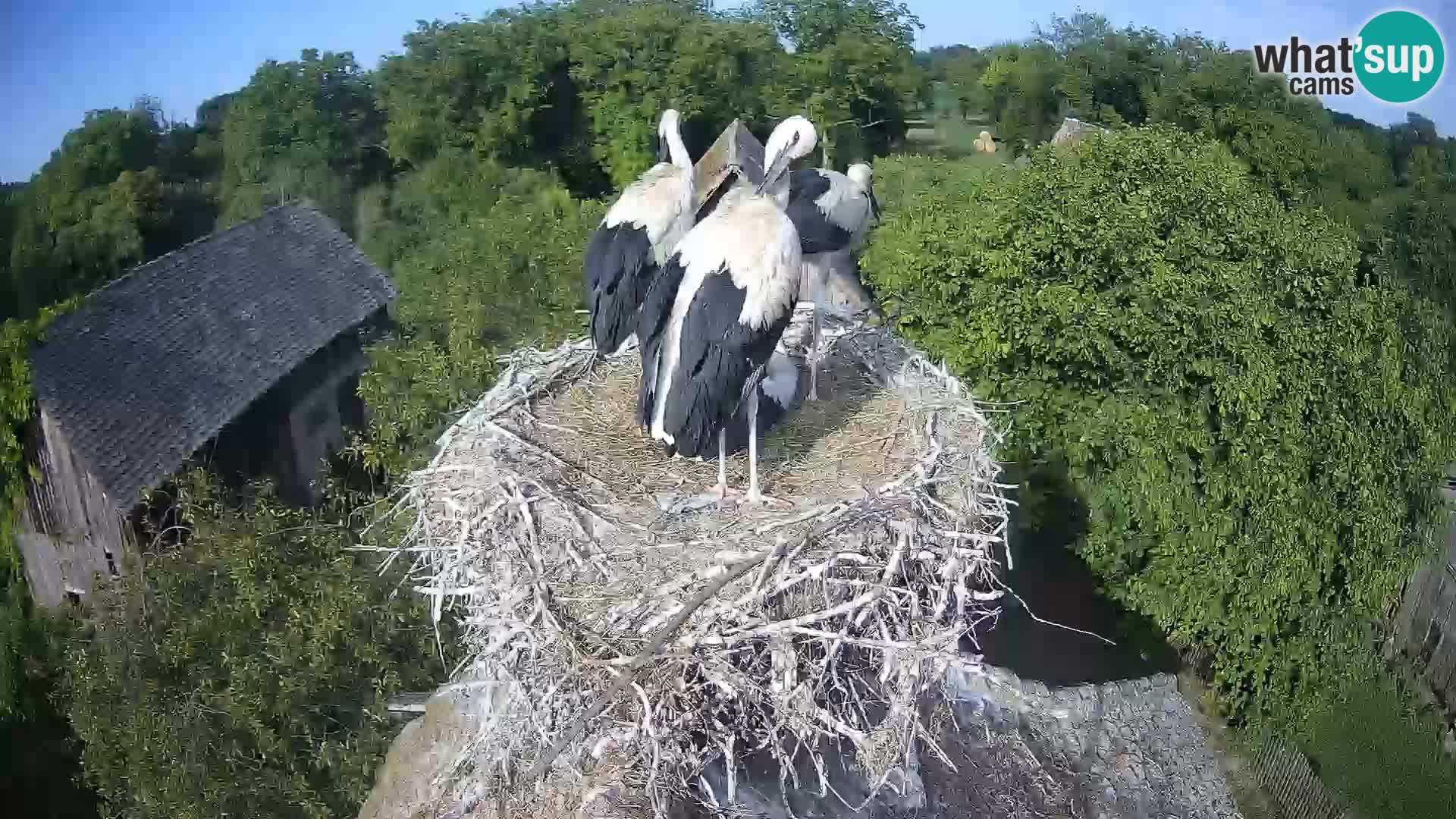 Villaggio delle cicogne europee webcam Parco naturale di Lonjsko polje