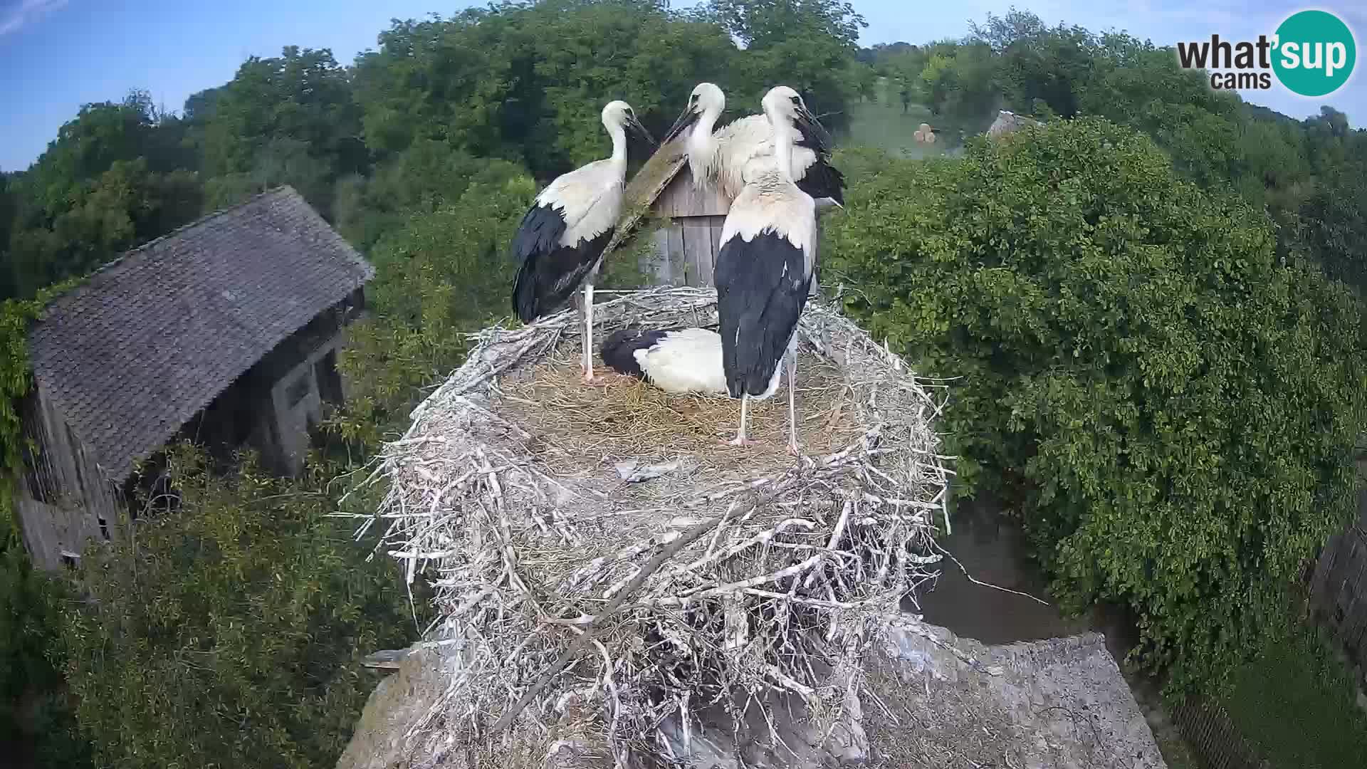 Live webcam European stork village – Lonjsko polje Nature Park