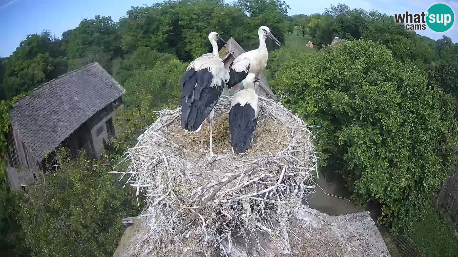 Village européen de cigognes webcam Parc naturel de Lonjsko polje