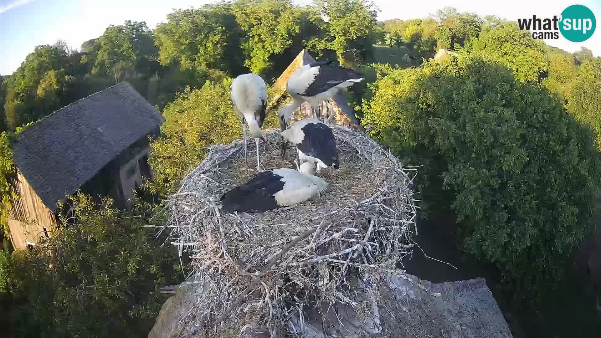 Villaggio delle cicogne europee webcam Parco naturale di Lonjsko polje