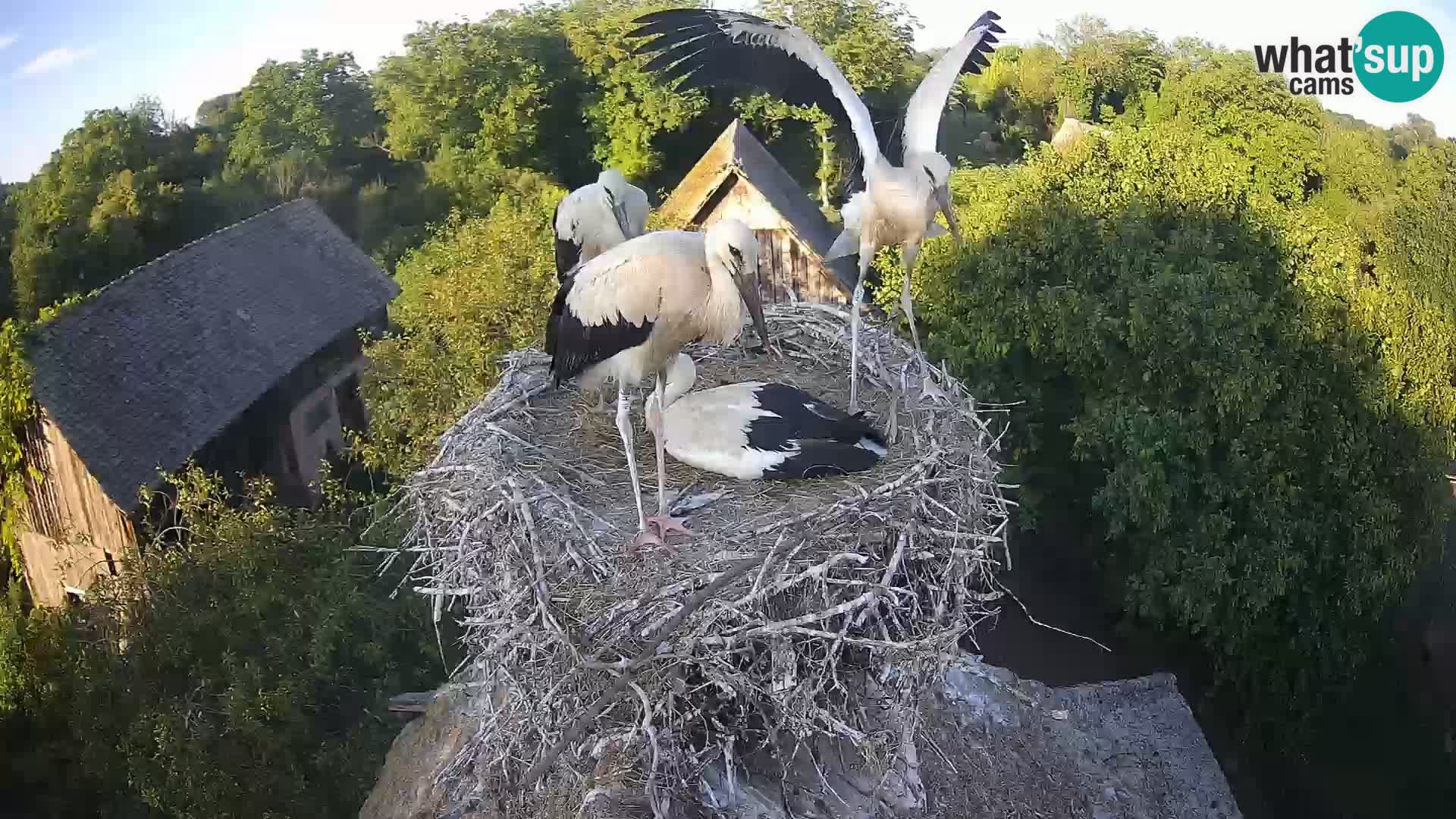 Webcam Europäisches Storchendorf – Naturpark Lonjsko polje
