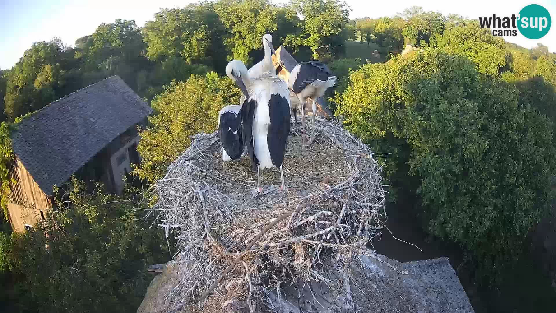 Live webcam European stork village – Lonjsko polje Nature Park