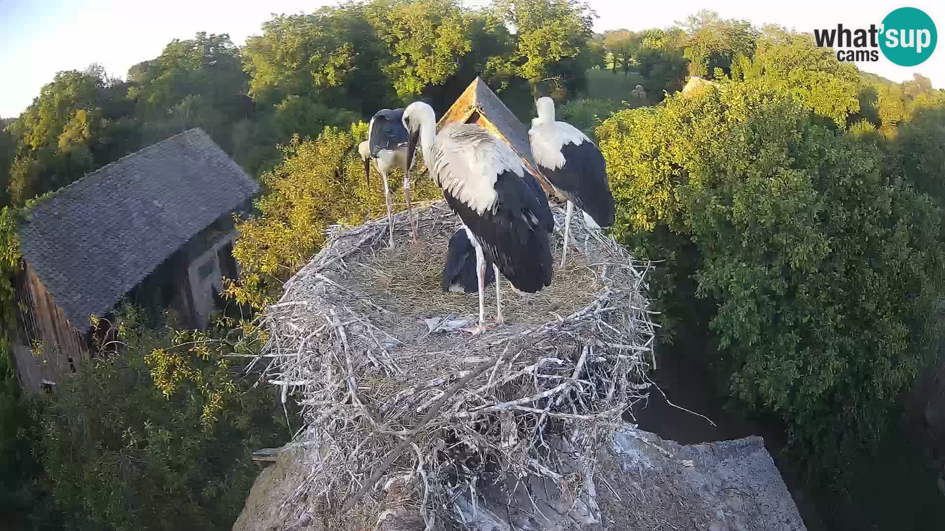 Webcam Europäisches Storchendorf – Naturpark Lonjsko polje