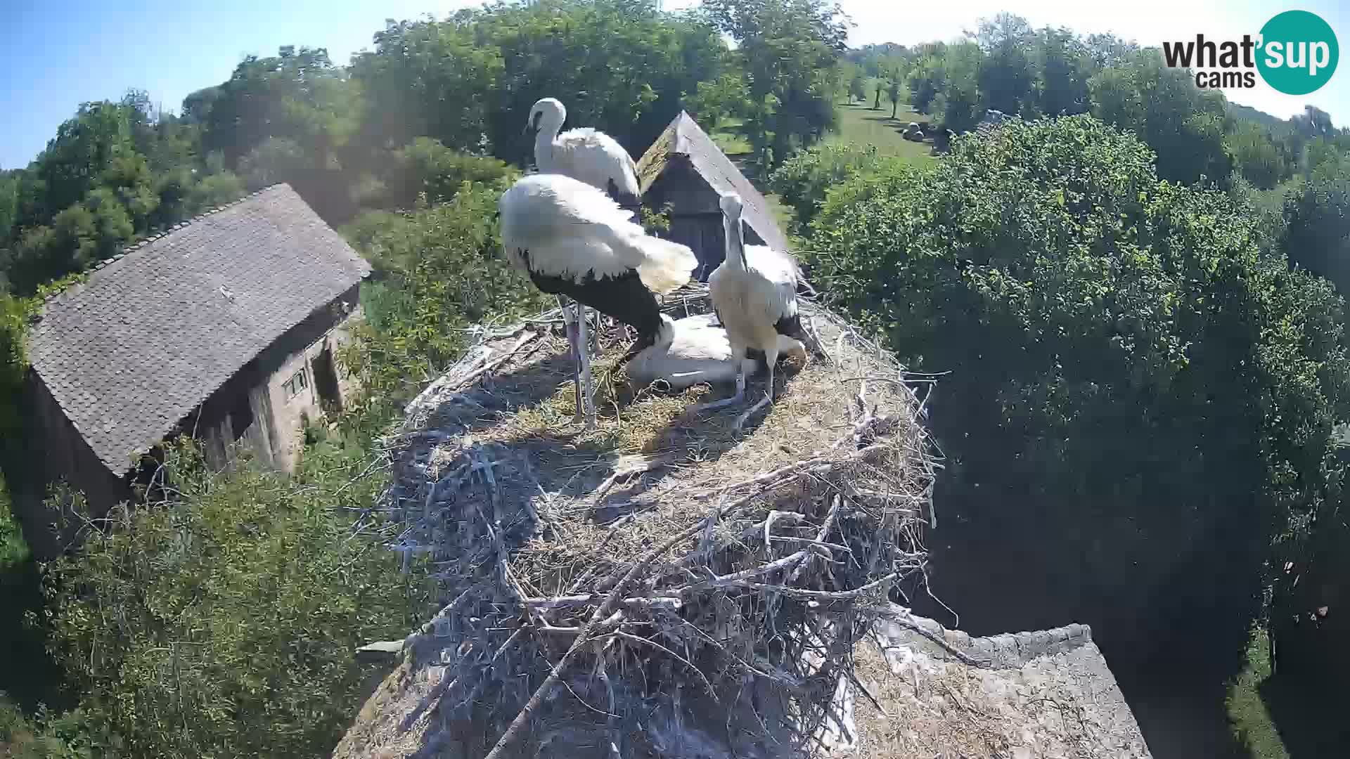 Pueblo europeo de cigüeñas camera en vivo Parque Natural Lonjsko polje