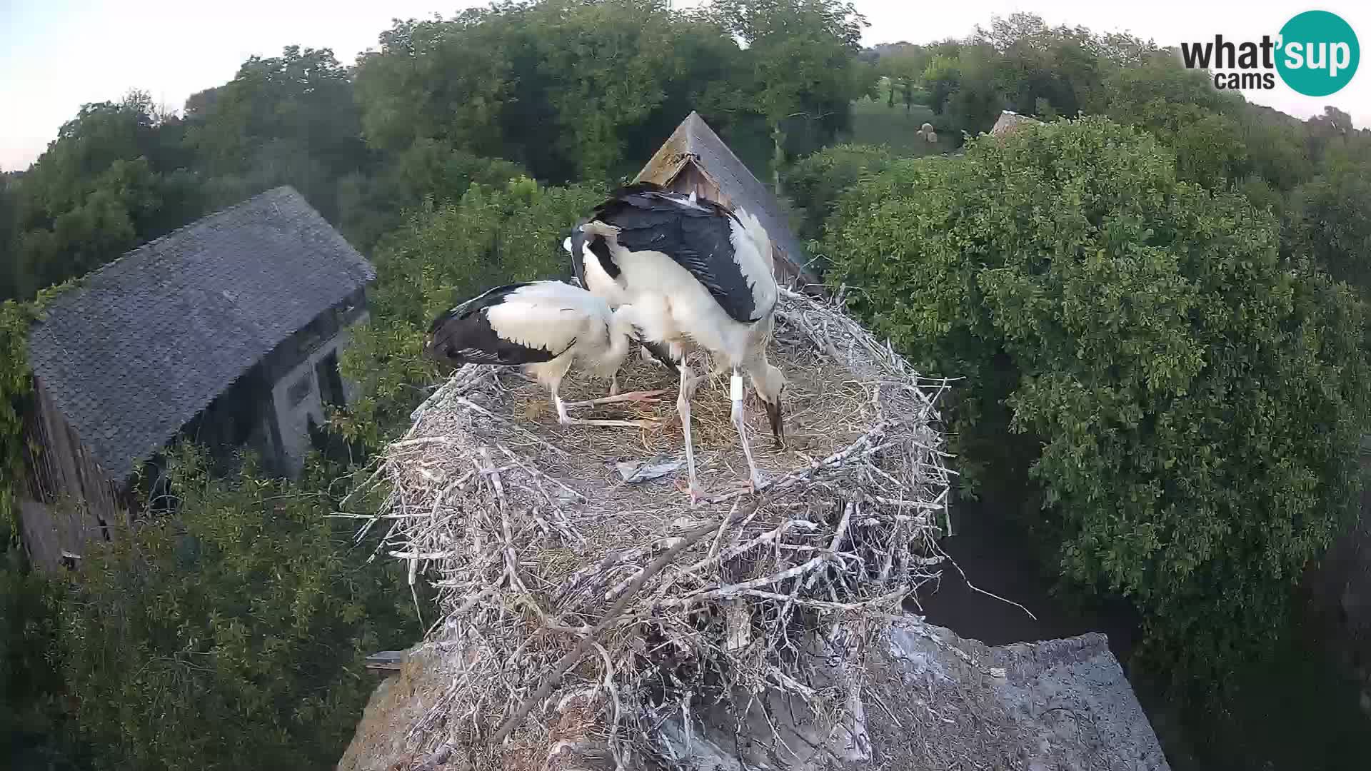 Pueblo europeo de cigüeñas camera en vivo Parque Natural Lonjsko polje