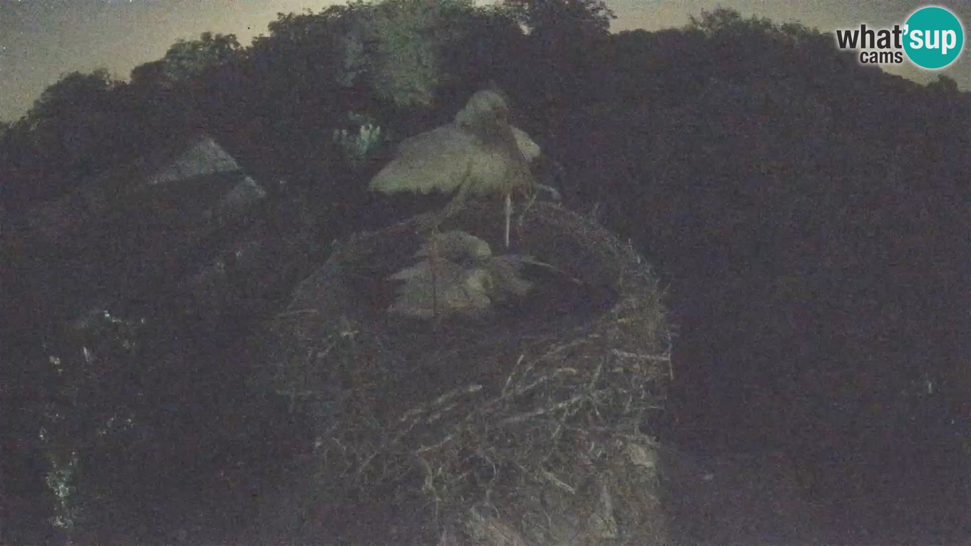 Live webcam European stork village – Lonjsko polje Nature Park