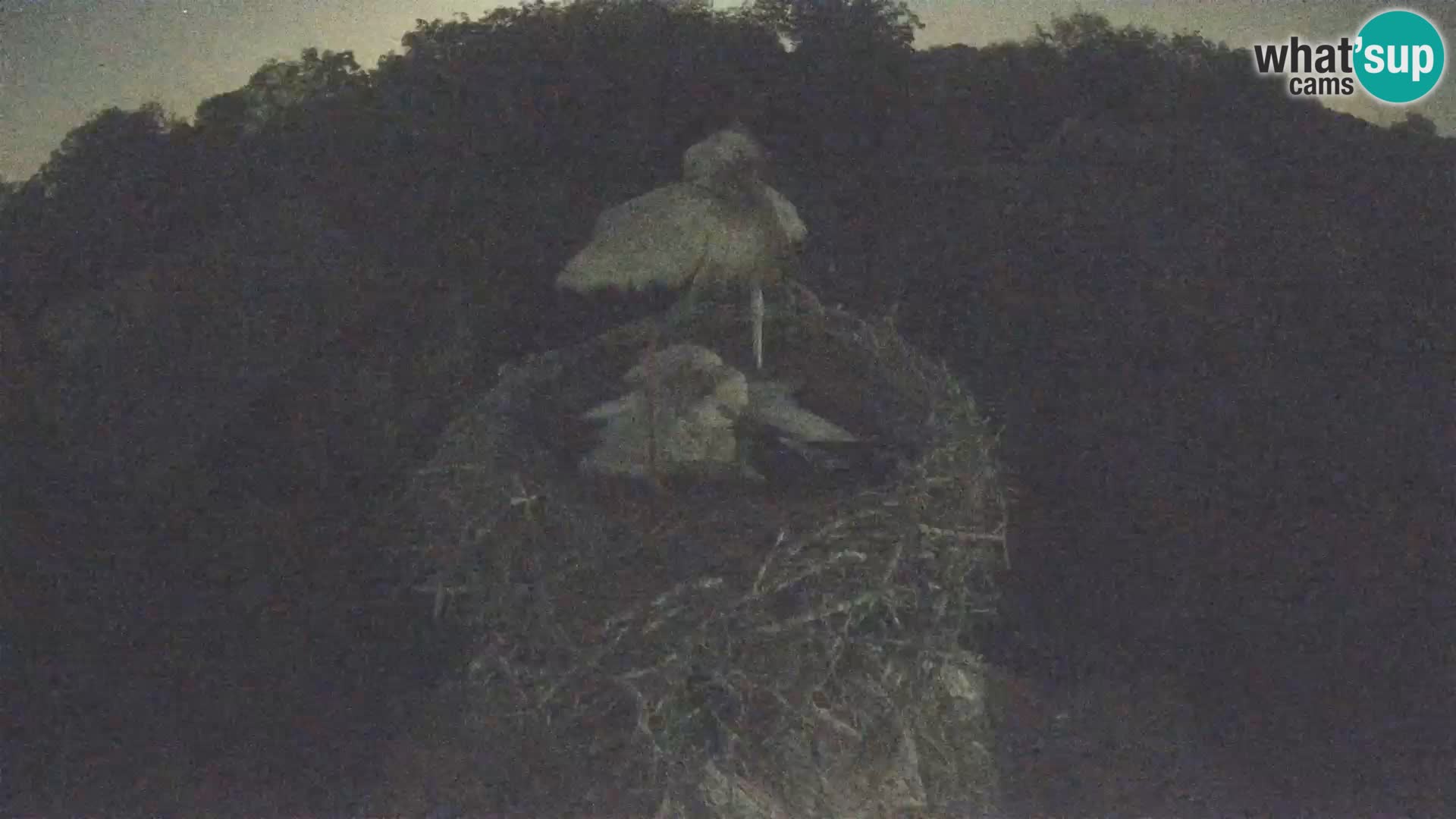 Live webcam European stork village – Lonjsko polje Nature Park