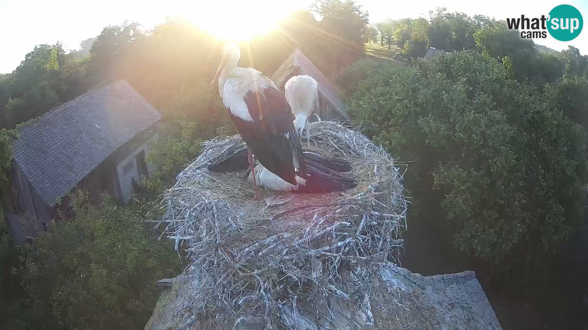 Live webcam European stork village – Lonjsko polje Nature Park