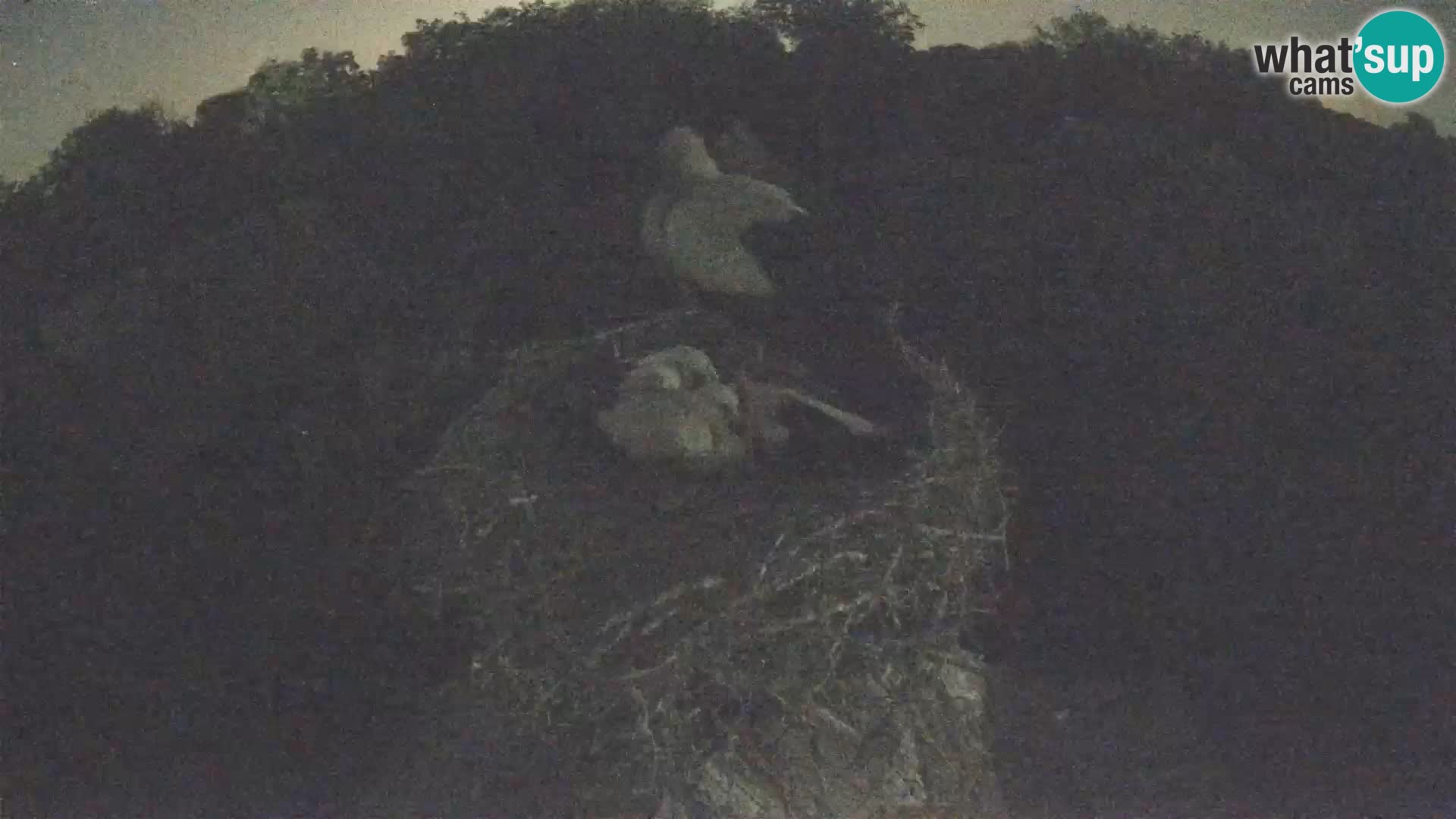 Live webcam European stork village – Lonjsko polje Nature Park
