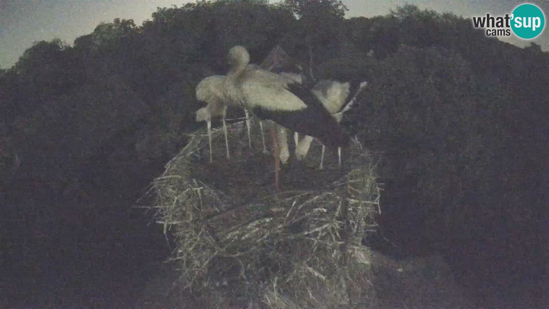Live webcam European stork village – Lonjsko polje Nature Park