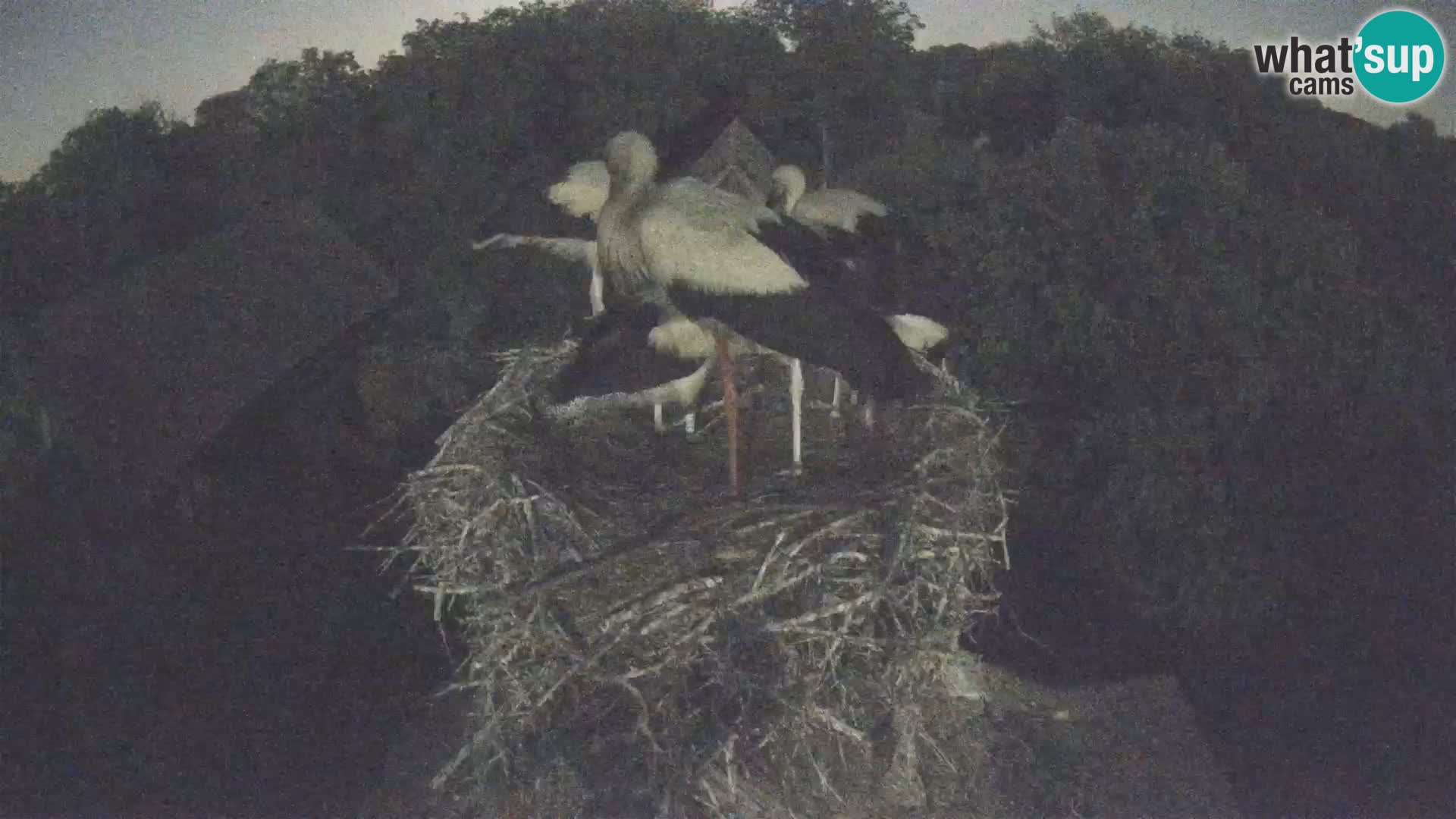 Live webcam European stork village – Lonjsko polje Nature Park