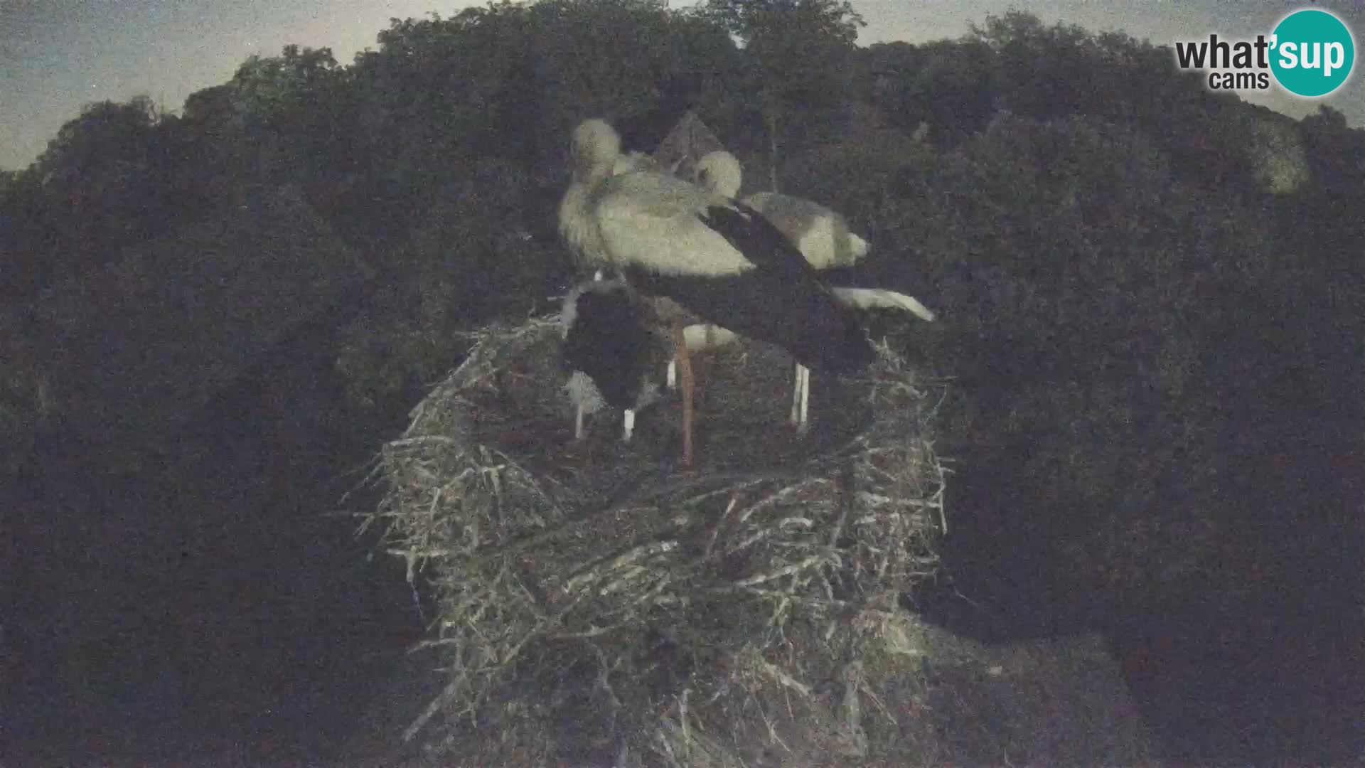 U živo Europsko selo roda – Park prirode Lonjsko polje