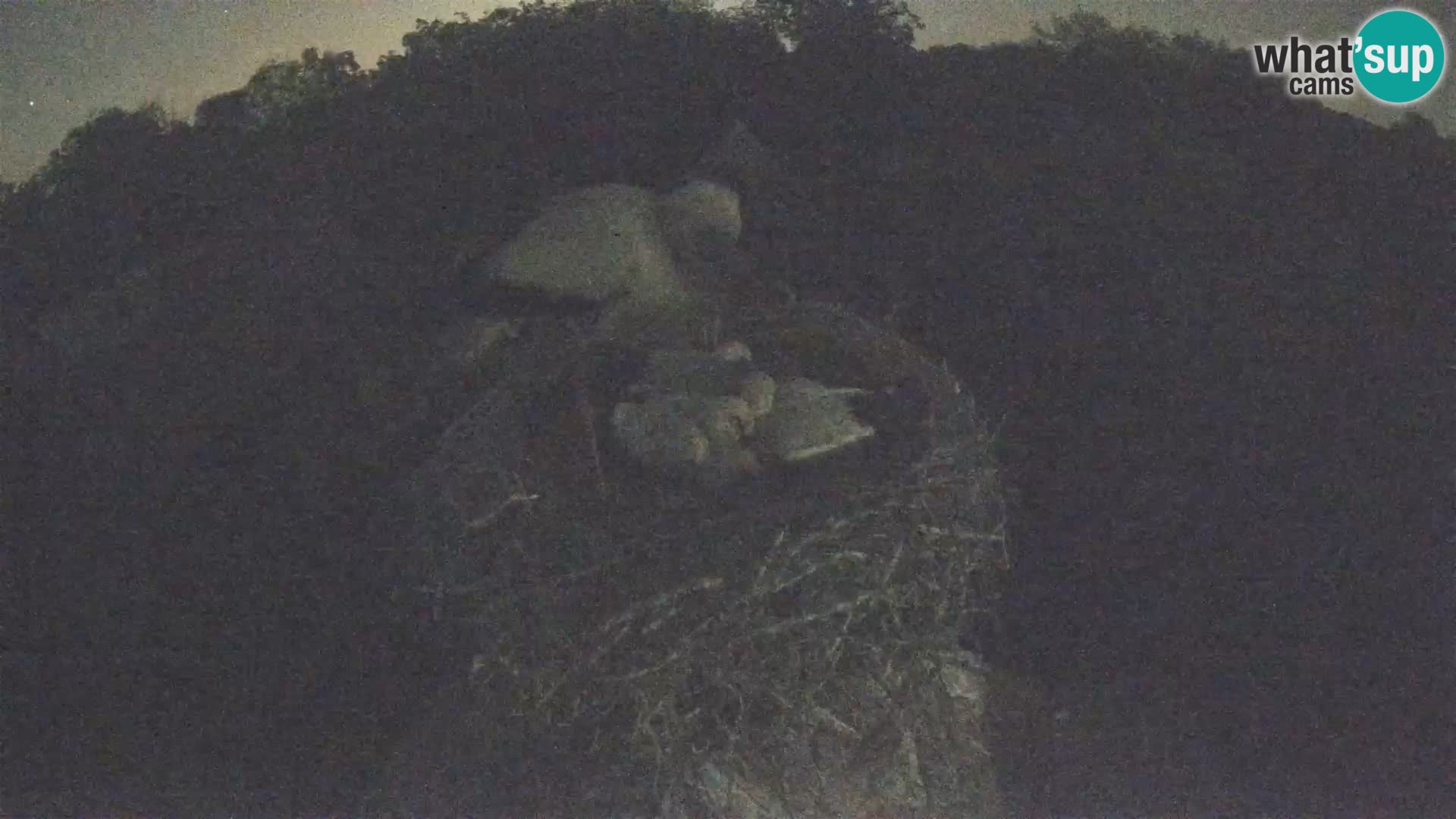 Webcam Europäisches Storchendorf – Naturpark Lonjsko polje