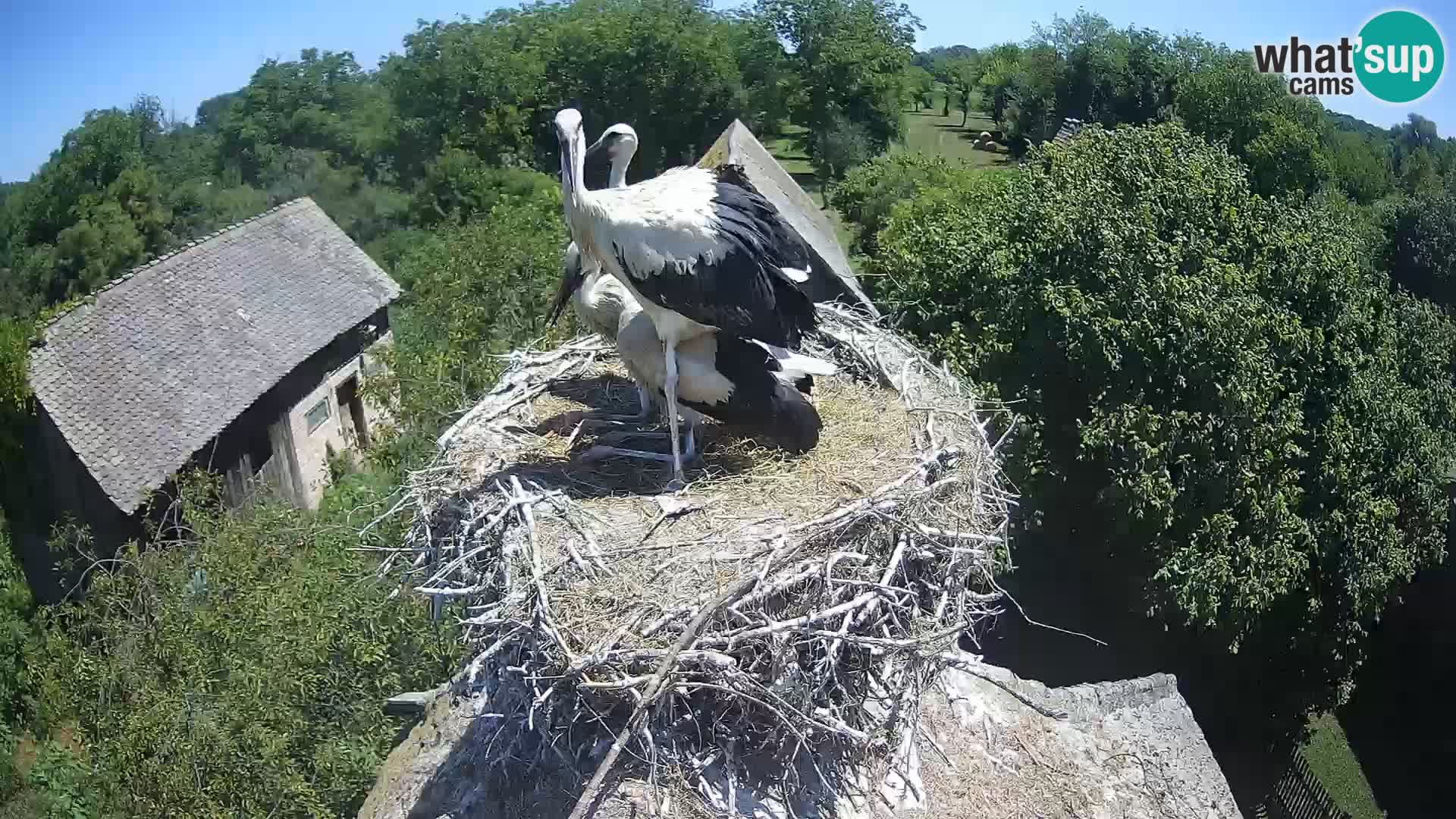 Village européen de cigognes webcam Parc naturel de Lonjsko polje