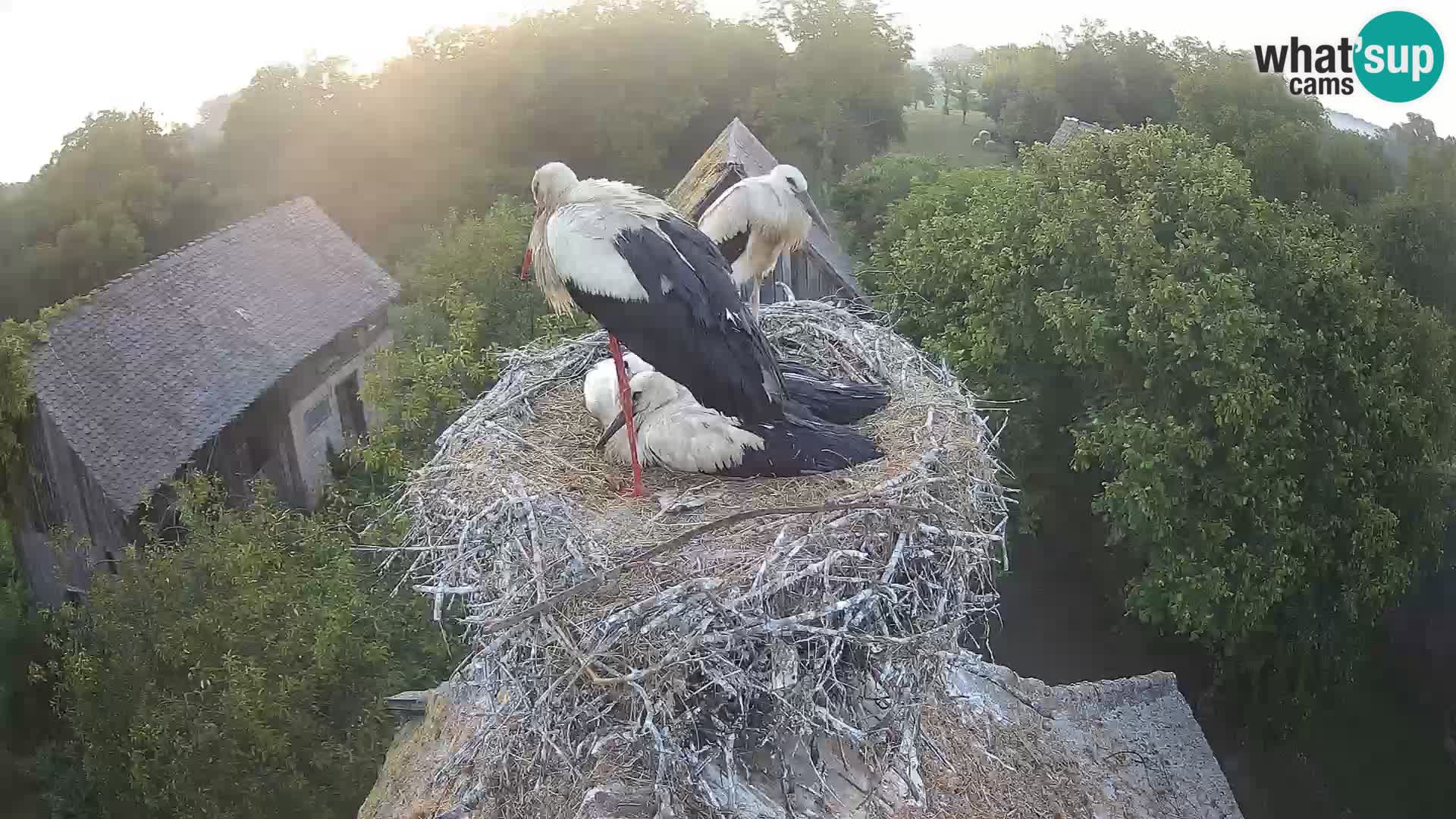 Live webcam European stork village – Lonjsko polje Nature Park