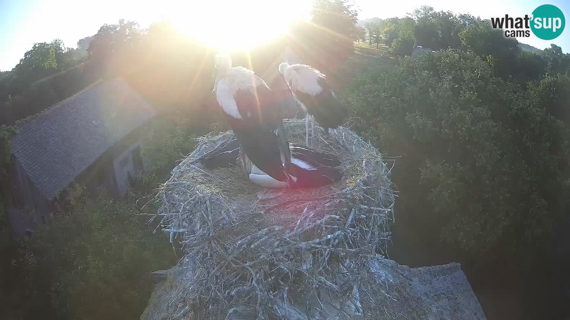 U živo Europsko selo roda – Park prirode Lonjsko polje