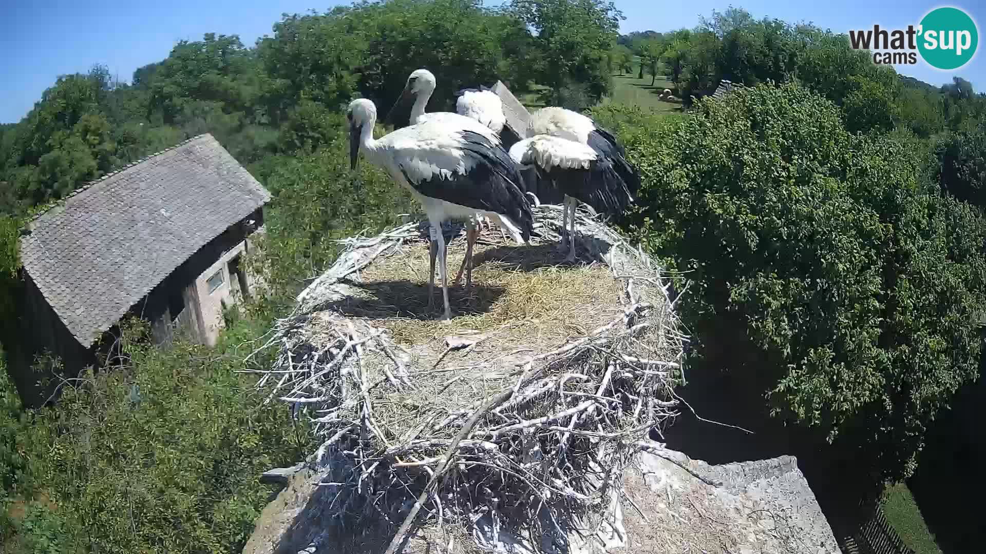 Webcam Europäisches Storchendorf – Naturpark Lonjsko polje