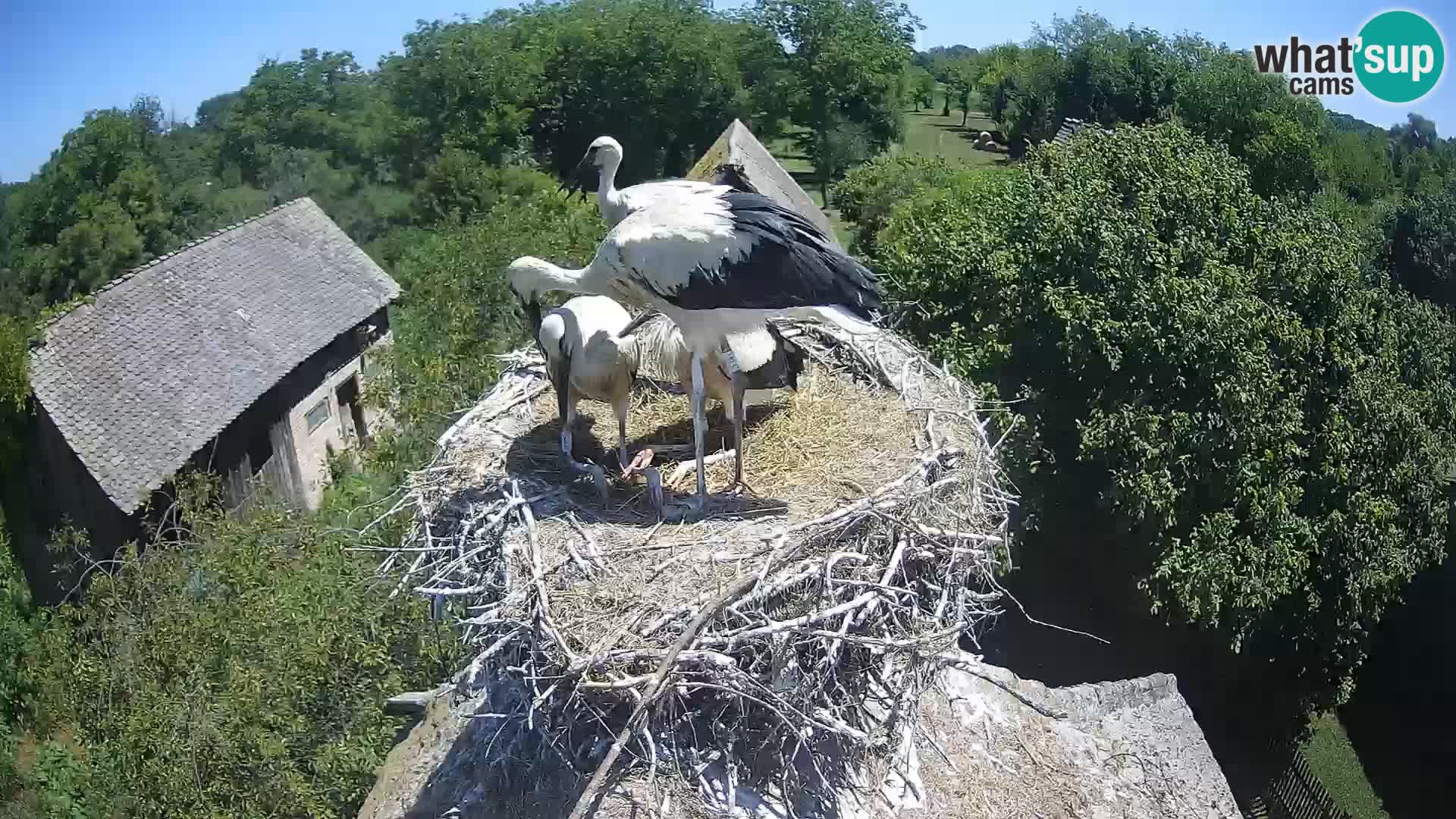 U živo Europsko selo roda – Park prirode Lonjsko polje