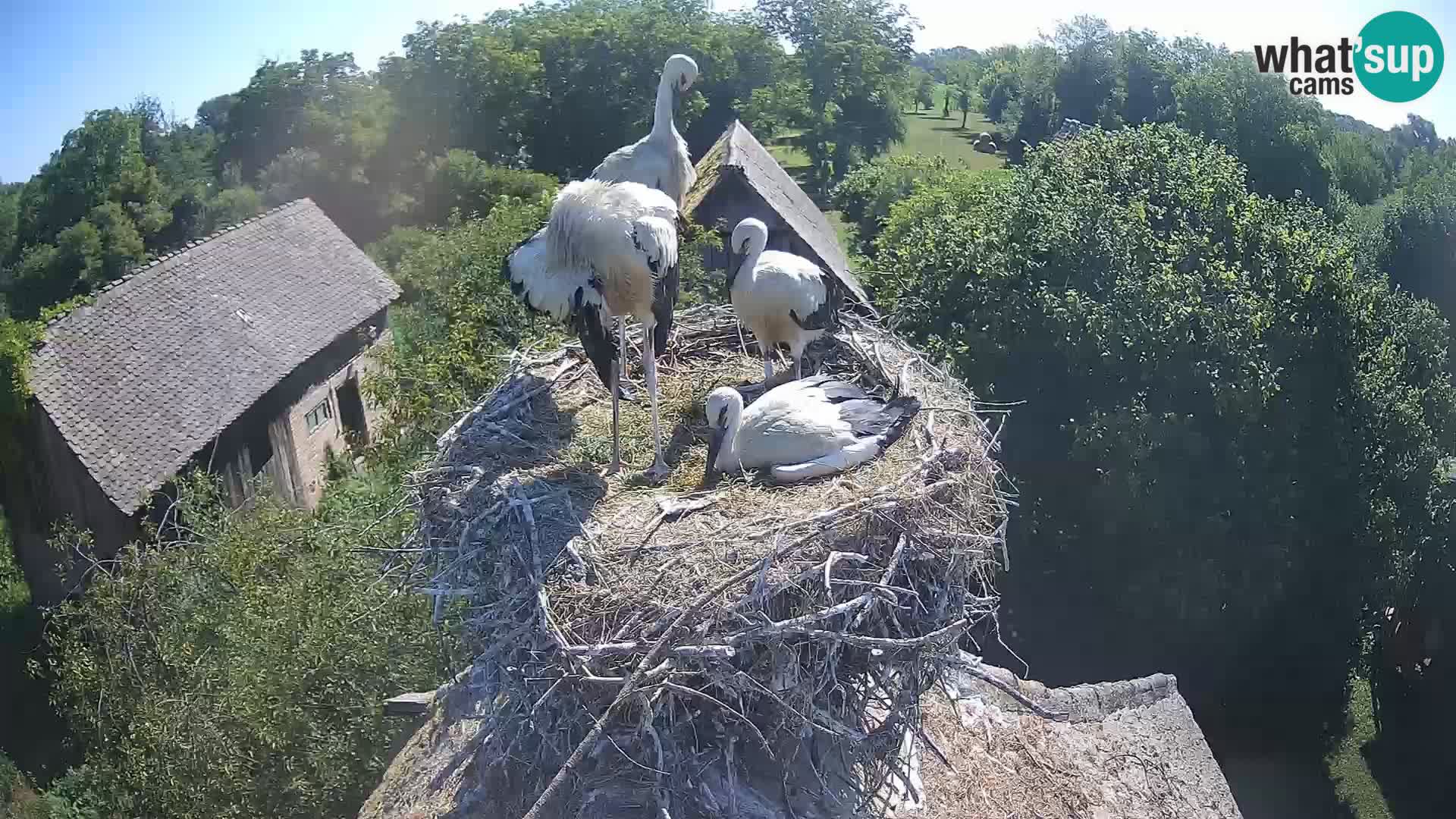 Villaggio delle cicogne europee webcam Parco naturale di Lonjsko polje