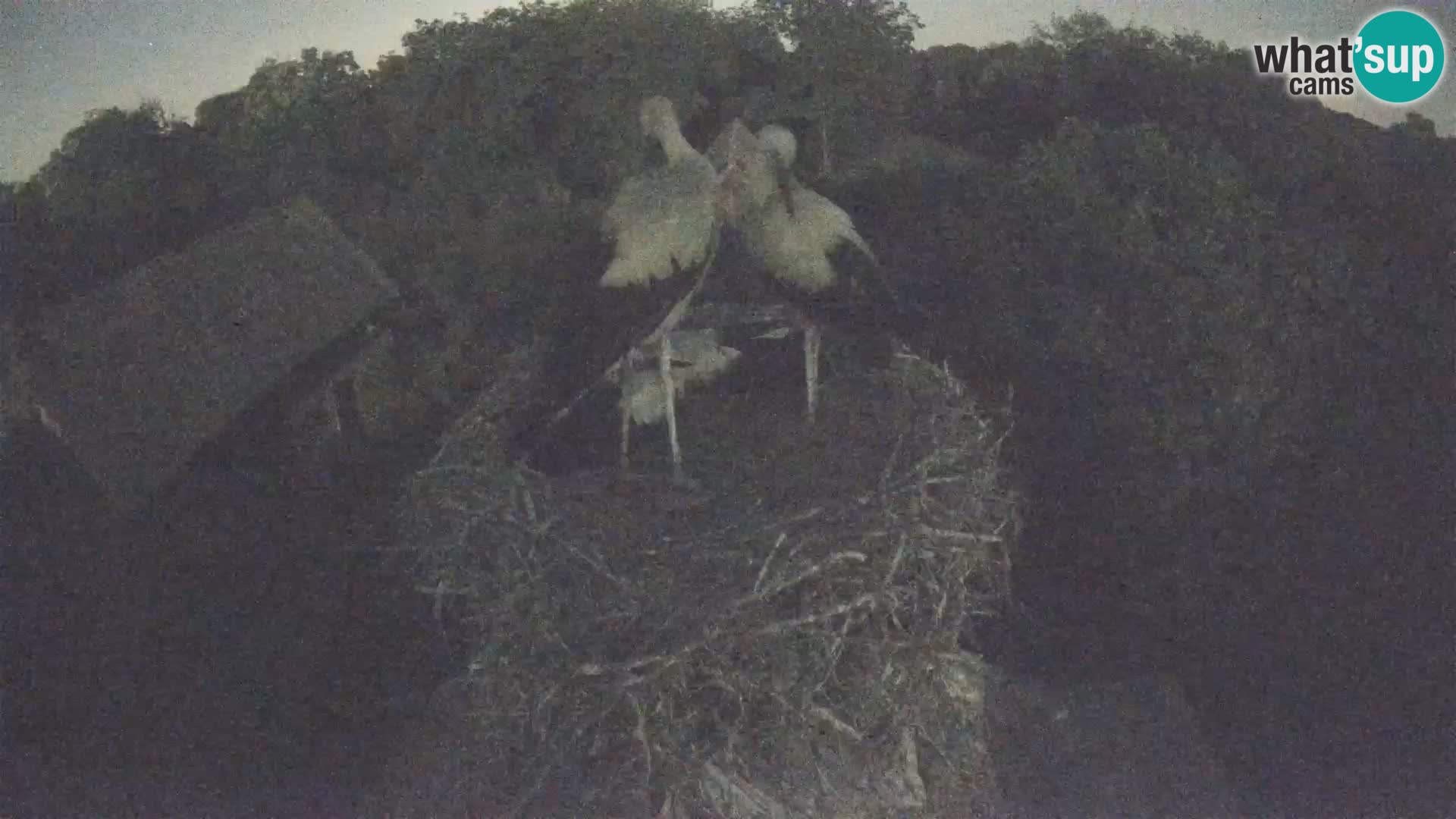Webcam Europäisches Storchendorf – Naturpark Lonjsko polje