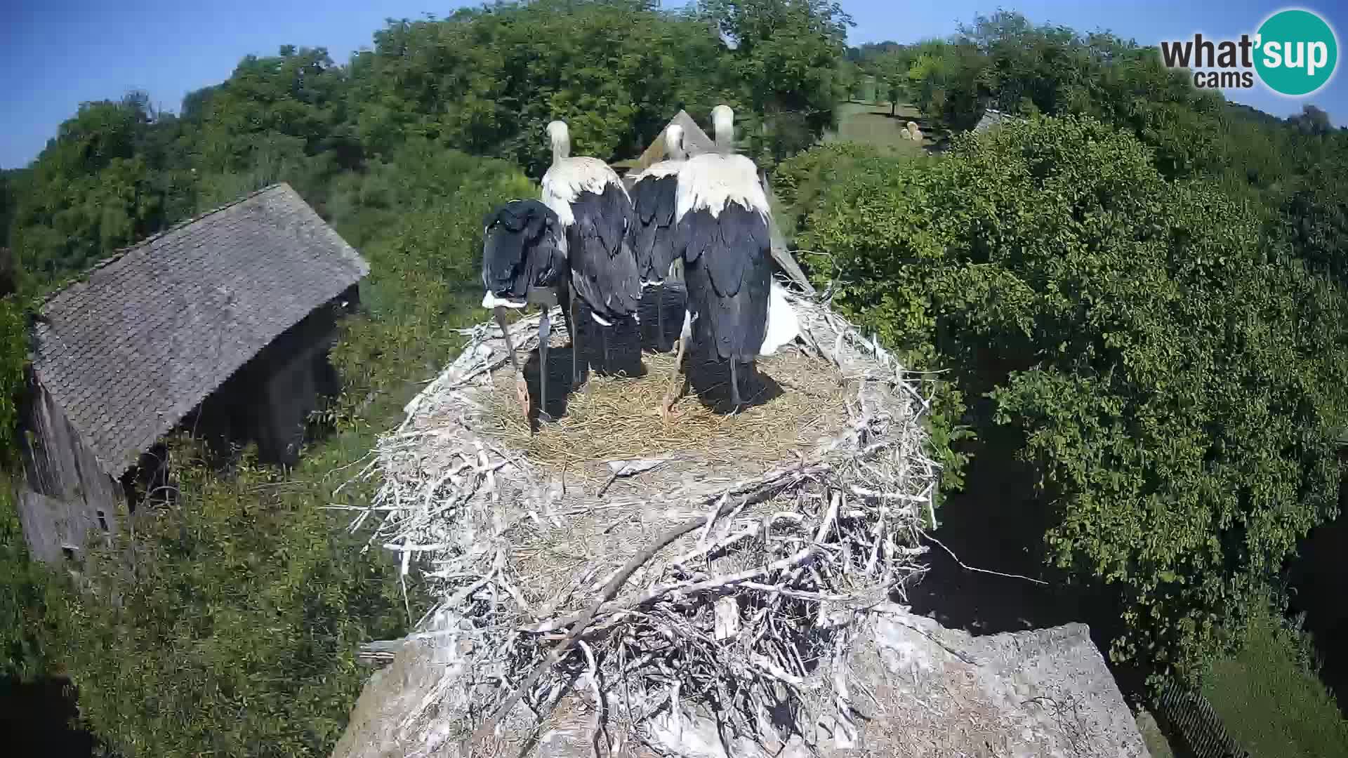 U živo Europsko selo roda – Park prirode Lonjsko polje