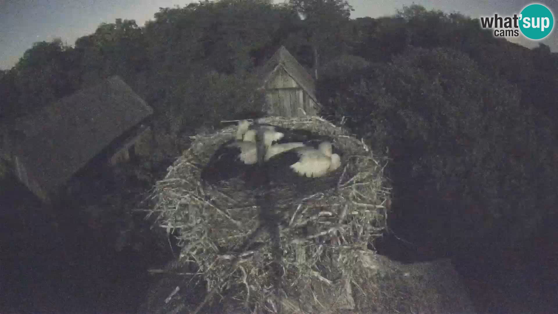 Villaggio delle cicogne europee webcam Parco naturale di Lonjsko polje