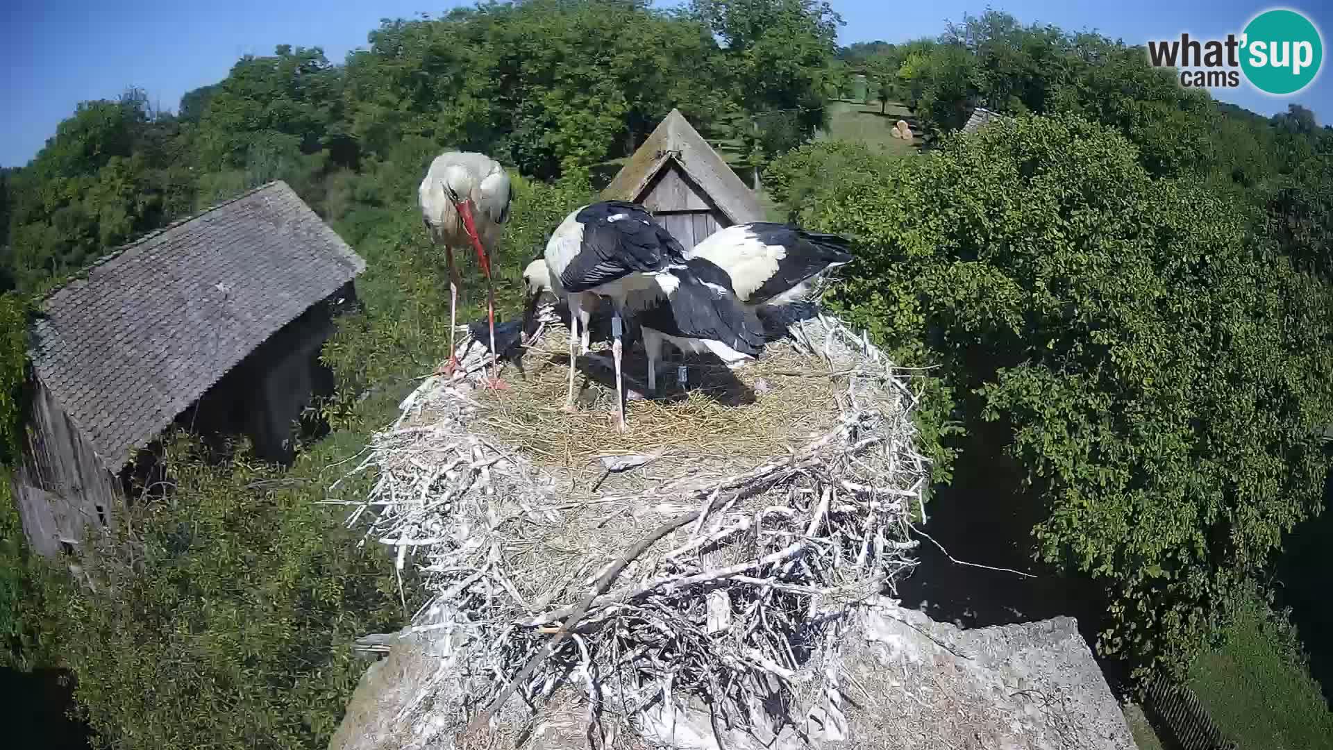 Live webcam European stork village – Lonjsko polje Nature Park
