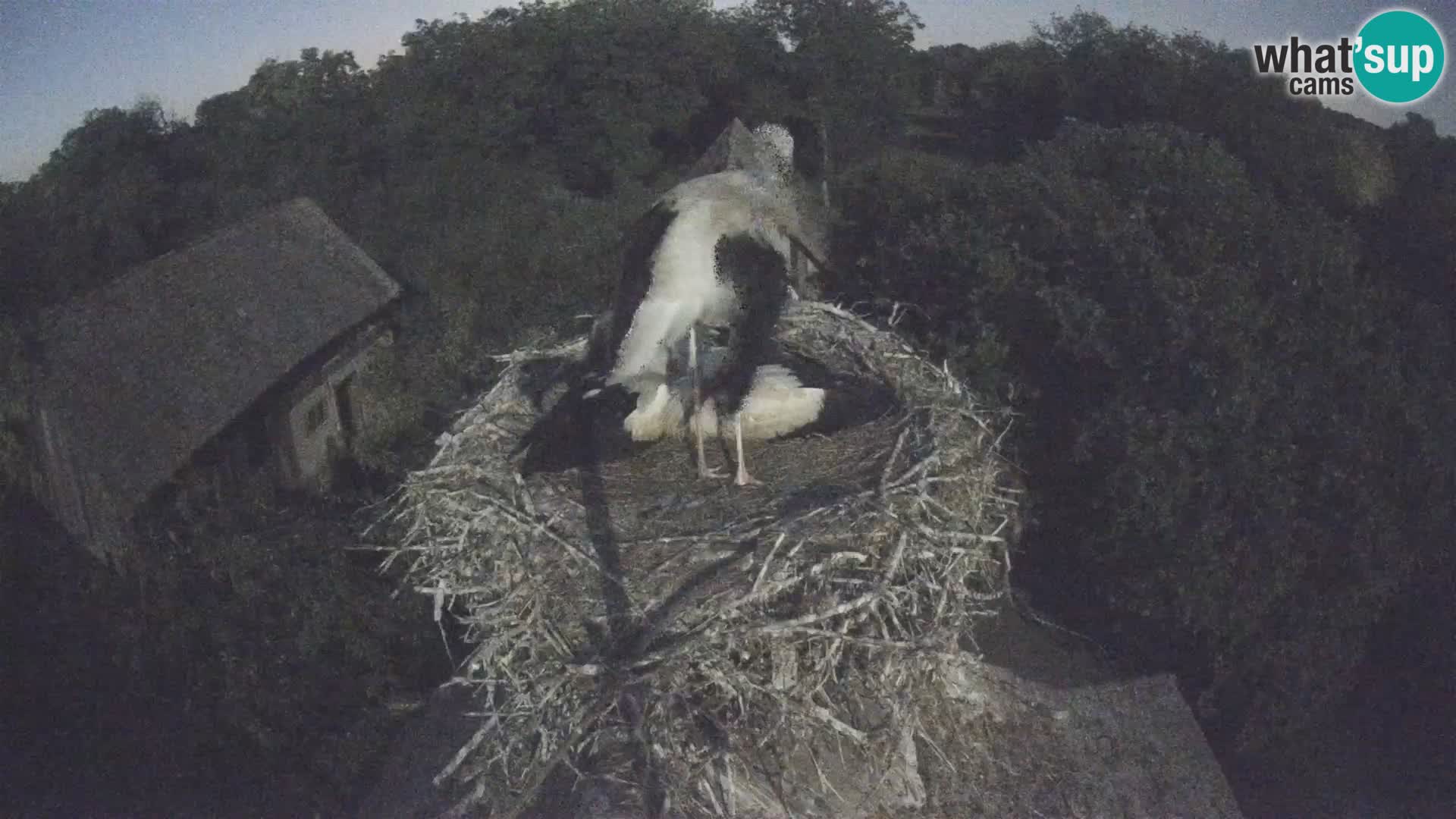 Village européen de cigognes webcam Parc naturel de Lonjsko polje
