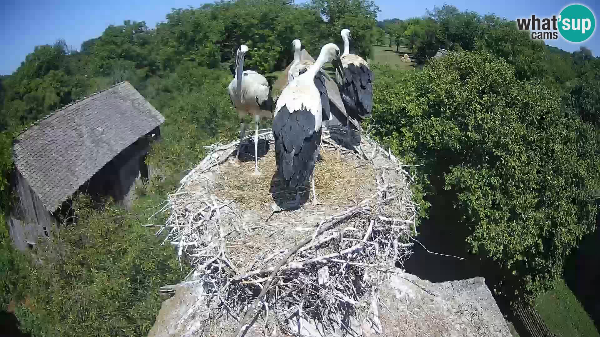 Villaggio delle cicogne europee webcam Parco naturale di Lonjsko polje