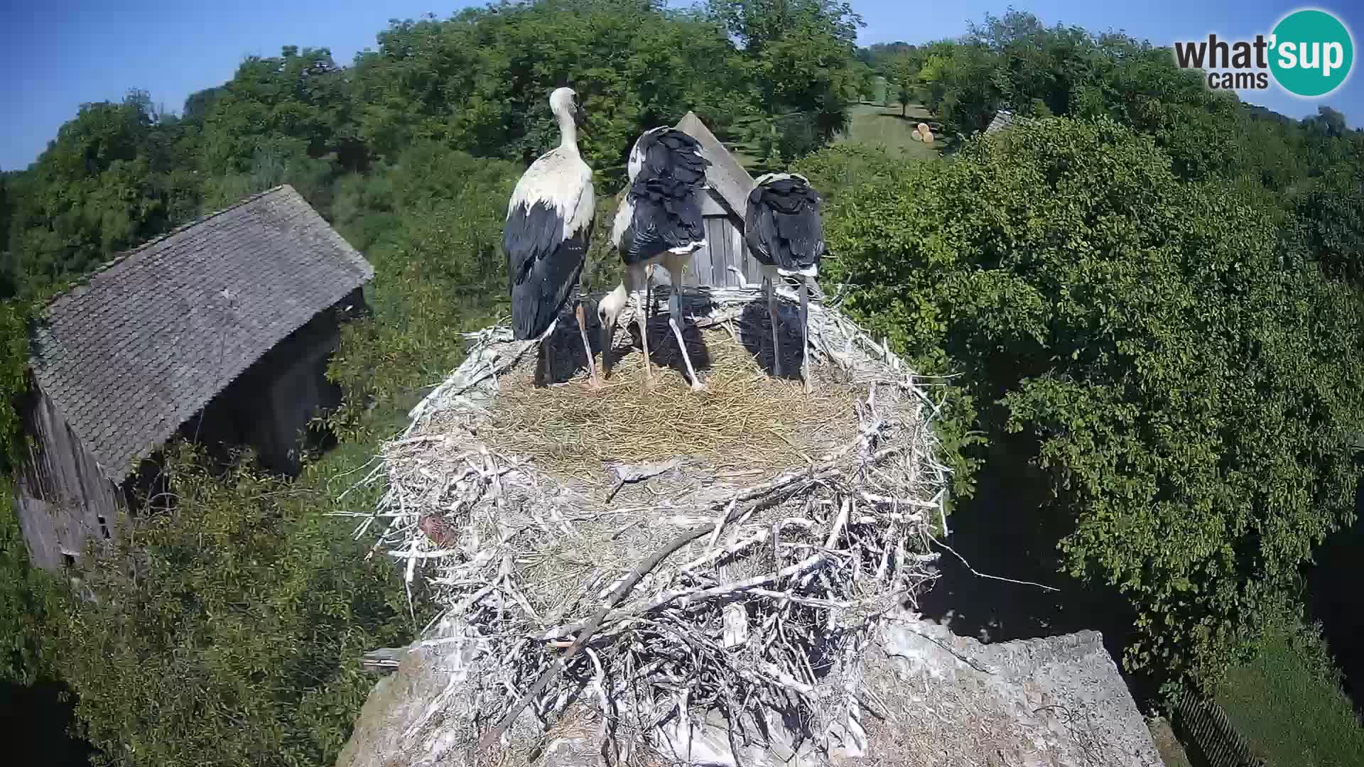 U živo Europsko selo roda – Park prirode Lonjsko polje