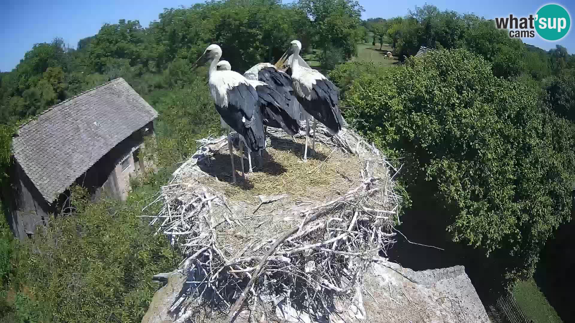 Pueblo europeo de cigüeñas camera en vivo Parque Natural Lonjsko polje