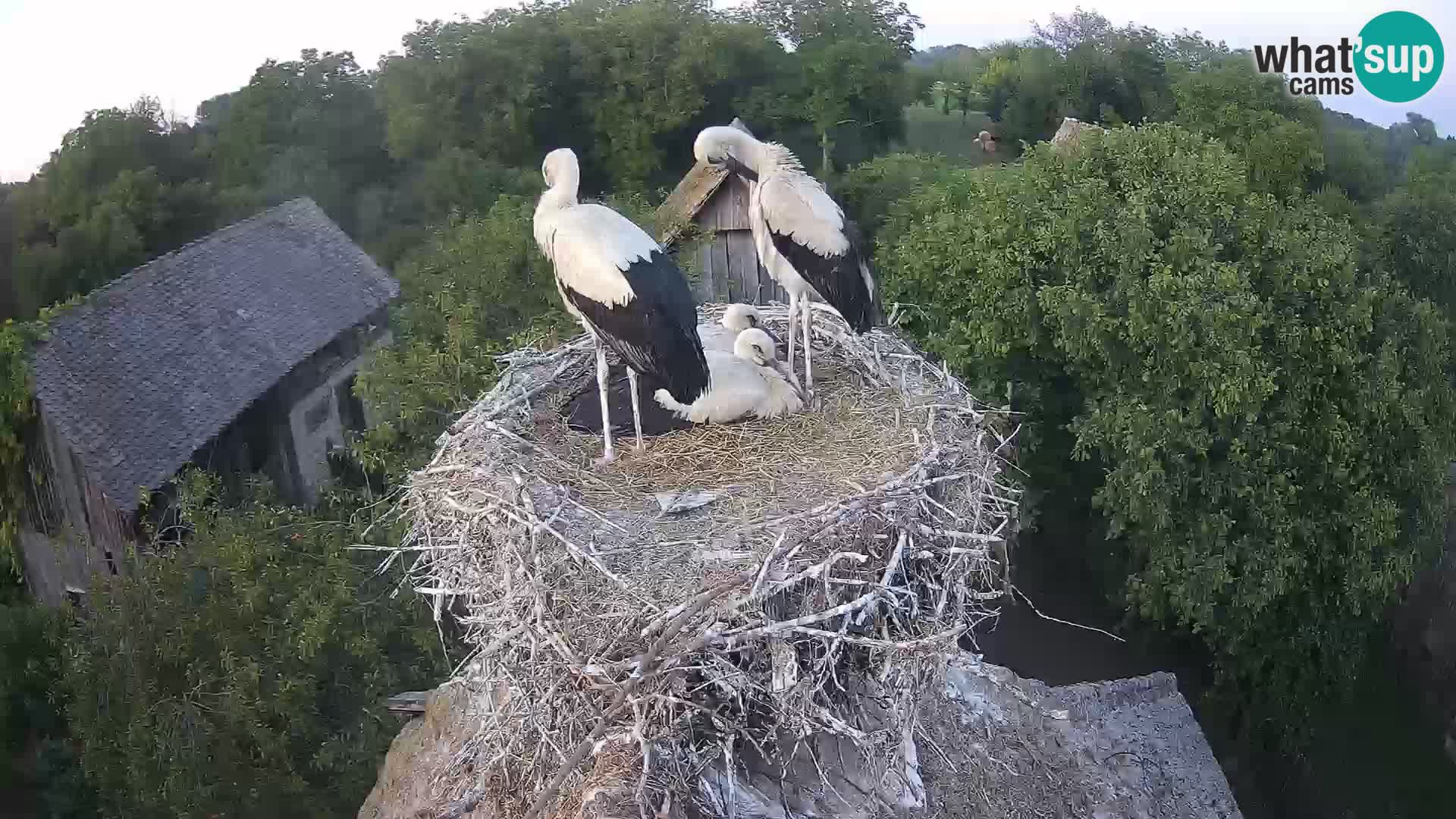 Webcam Europäisches Storchendorf – Naturpark Lonjsko polje
